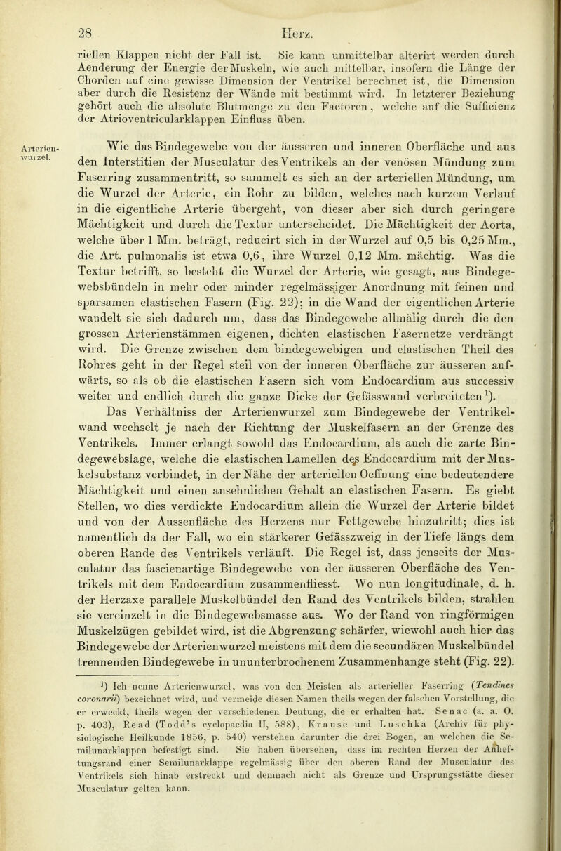 riellen Klappen nicht der Fall ist. Sie kann unmittelbar alterirt werden durch Aenderung der Energie der Muskeln, wie auch mittelbar, insofern die Länge der Chorden auf eine gewisse Dimension der Ventrikel berechnet ist, die Dimension aber durch die Resistenz der Wände mit bestimmt wird. In letzterer Beziehung gehört auch die absolute Blutmenge zu den Factoren , welche auf die Sufficienz der Atrioventricularklappen Einfluss üben. Aitorioii- Wie das Bindegewebe von der äusseren und inneren Oberfläche und aus wutzei. ^gj^ Interstitien der Musculatur des Ventrikels an der venösen Mündung zum Faserring zusammentritt, so sammelt es sich an der arteriellen Mündung, um die Wurzel der Arterie, ein Rohr zu bilden, welches nach kurzem Verlauf in die eigentliche Arterie übergeht, von dieser aber sich durch geringere Mächtigkeit und durch die Textur unterscheidet. Die Mächtigkeit der Aorta, welche über 1 Mm. beträgt, reducirt sich in der Wurzel auf 0,5 bis 0,25 Mm., die Art. pulmonalis ist etwa 0,6, ihre Wurzel 0,12 Mm. mächtig. Was die Textur betrifft, so besteht die Wurzel der Arterie, wie gesagt, aus Bindege- websbündeln in mehr oder minder regelmässiger Anordnung mit feinen und sparsamen elastischen Fasern (Fig. 22); in die Wand der eigentlichen Arterie wandelt sie sich dadurch um, dass das Bindegewebe allmälig durch die den grossen Arterienstämmen eigenen, dichten elastischen Fasernetze verdrängt wird. Die Grenze zwischen dem bindegewebigen und elastischen Theil des Rohres geht in der Regel steil von der inneren Oberfläche zur äusseren auf- wärts, so als ob die elastischen Fasern sich vom Endocardium aus successiv weiter und endlich durch die ganze Dicke der Gefässwand verbreiteten^). Das Verhältniss der Arterienwurzel zum Bindegewebe der Ventrikel- wand wechselt je nach der Richtung der Muskelfasern an der Grenze des Ventrikels. Immer erlangt sowohl das Endocardium, als auch die zarte Bin- degewebslage, welche die elastischen Lamellen de^ Endocardium mit der Mus- kelsubstanz verbindet, in der Nähe der arteriellen Oeffnung eine bedeutendere Mächtigkeit und einen ansehnlichen Gehalt an elastischen Fasern. Es giebt Stellen, wo dies verdickte Endocardium allein die Wurzel der Arterie bildet und von der Aussenfläche des Herzens nur Fettgewebe hinzutritt; dies ist namentlich da der Fall, wo ein stärkerer Gefässzweig in der Tiefe längs dem oberen Rande des Ventrikels verläuft. Die Regel ist, dass jenseits der Mus- culatur das fascienartige Bindegewebe von der äusseren Oberfläche des Ven- trikels mit dem Endocardium zusammenfliesst. Wo nun longitudinale, d. h. der Herzaxe parallele Muskelbündel den Rand des Ventrikels bilden, strahlen sie vereinzelt in die Bindegewebsmasse aus. Wo der Rand von ringförmigen Muskelzügen gebildet w^ird, ist die Abgrenzung schärfer, wiewohl auch hier das Bindegewebe der Arterienwurzel meistens mit dem die secundären Muskelbündel trennenden Bindegewebe in ununterbrochenem Zusammenhange steht (Fig. 22). ^) Ich nenne Arterienwurzel, was von den Meisten als arterieller Faserring (Tendines coronnrii) bezeichnet wird, und vermeide diesen Namen theils wegen der falschen Vorstellung, die er erweckt, theils wegen der verschiedenen Deutung, die er erhalten hat. Senac (a. a. 0. p. 403), Read (Todd's cyclopaedia II, 588), Krause und Luschka (Archiv für phy- siologische Heilkunde 1856, p. 540) verstehen darunter die drei Bogen, an welchen die Se- milunarklappen befestigt sind. Sie haben übersehen, dass im rechten Herzen der Anhef- tungsrand einer Semilunarklappe regelmässig über den oberen Rand der Musculatur des Ventrikels sich hinab erstreckt und demnach nicht als Grenze und Ursprungsstätte dieser Musculatur gelten kann.