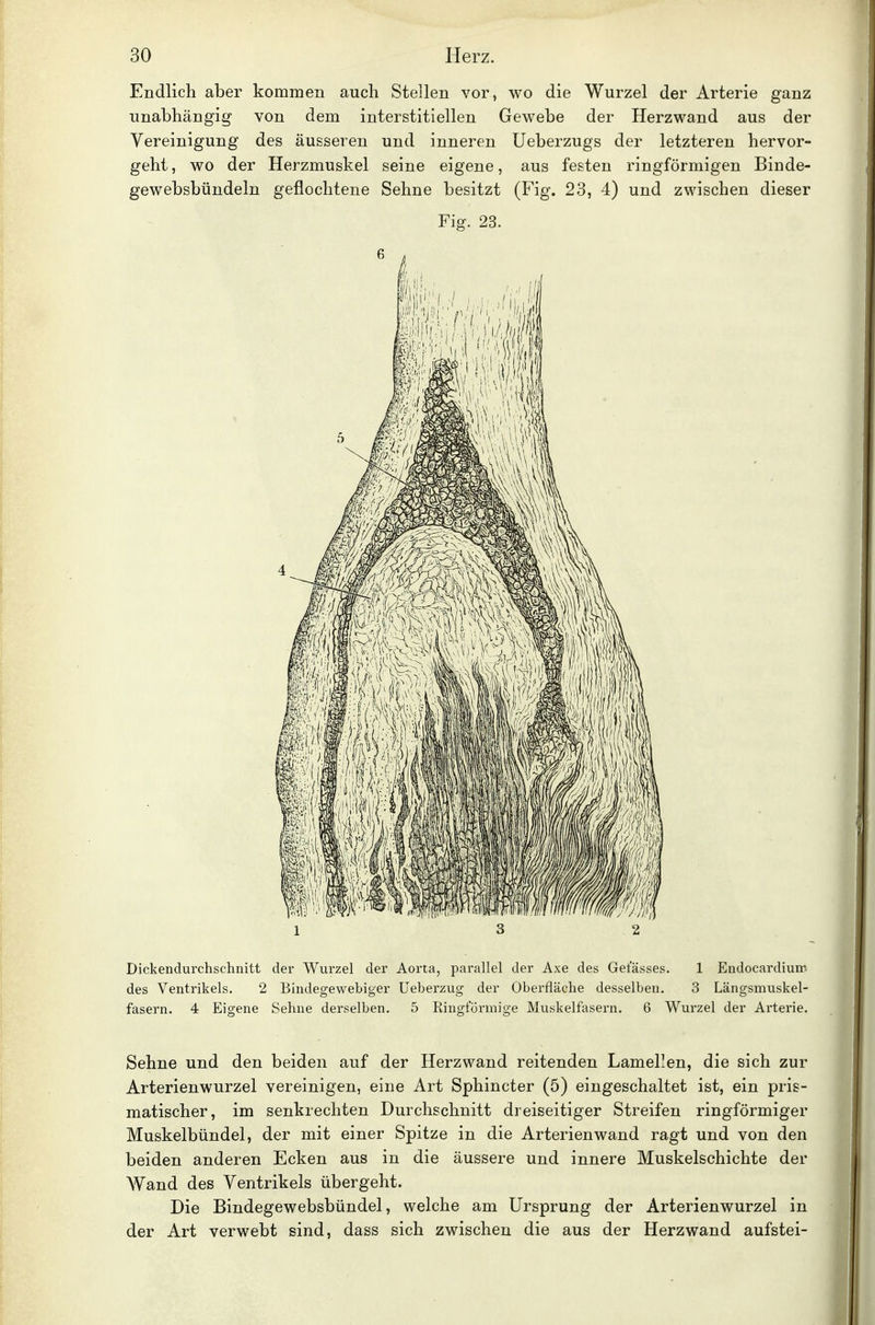 Endlich aber kommen auch Stellen vor, wo die Wurzel der Arterie ganz unabhängig von dem interstitiellen Gewebe der Herzwand aus der Vereinigung des äusseren und inneren Ueberzugs der letzteren hervor- geht, wo der Herzmuskel seine eigene, aus festen ringförmigen Binde- gewebsbündeln geflochtene Sehne besitzt (Fig. 23, 4) und zwischen dieser Fig. 23. Dickendurchschnitt der Wurzel der Aorta, parallel der Axe des Gefässes. 1 Endocardium des Ventrikels. 2 Bindegewebiger üeberzug der Oberfläche desselben. 3 Längsmuskel- fasern. 4 Eigene Sehne derselben. 5 Ringförmige Muskelfasern, 6 Wurzel der Arterie. Sehne und den beiden auf der Herzwand reitenden Lamellen, die sich zur Arterienwurzel vereinigen, eine Art Sphincter (5) eingeschaltet ist, ein pris- matischer, im senkrechten Durchschnitt dreiseitiger Streifen ringförmiger Muskelbündel, der mit einer Spitze in die Arterien wand ragt und von den beiden anderen Ecken aus in die äussere und innere Muskelschichte der Wand des Ventrikels übergeht. Die Bindegewebsbündel, welche am Ursprung der Arterienwurzel in der Art verwebt sind, dass sich zwischen die aus der Herzwand aufstei-