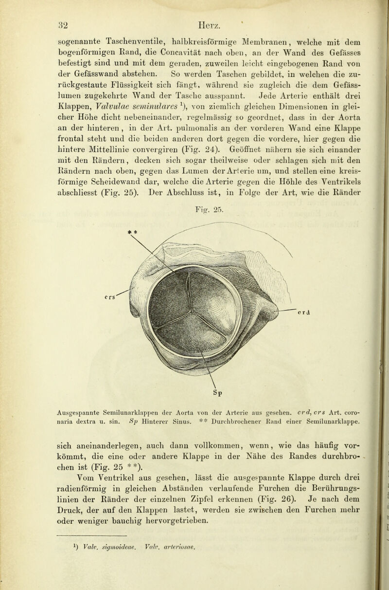 sogenannte Taschenventile, halbkreisförmige Membranen, welche mit dem bogenförmigen Rand, die Concavität nach oben, an der Wand des Gefässes befestigt sind und mit dem geraden, zuweilen leicht eingebogenen Rand von der Gefässwand abstehen. So werden Taschen gebildet, in welchen die zu- riickgestaute Flüssigkeit sich fängt, während sie zugleich die dem Gefäss- lumen zugekehrte Wand der Tasche ausspannt. Jede Arterie enthält drei Klappen, Välvulae semimüares von ziemlich gleichen Dimensionen in glei- cher Höhe dicht nebeneinander, regelmässig so geordnet, dass in der Aorta an der hinteren , in der Art. pulmonalis an der vorderen Wand eine Klappe frontal steht und die beiden anderen dort gegen die vordere, hier gegen die hintere Mittellinie convergiren (Fig. 24). Geöffnet nähern sie sich einander mit den Rändern, decken sich sogar theilweise oder schlagen sich mit den Rändern nach oben, gegen das Lumen der Arterie um, und stellen eine kreis- förmige Scheidewand dar, welche die Arterie gegen die Höhle des Ventrikels abschliesst (Fig. 25). Der Abschluss ist, in Folge der Art, wie die Ränder Fig. 25. Sp Ausgespannte Semilunarklappen der Aorta von der Arterie aus gesehen, crd, crs Art. coro- naria dextra u. sin. Sp Hinterer Sinus. ** Durchbrochener Rand einer Semilunarklappe. sich aneinanderlegen, auch dann vollkommen, wenn, wie das häufig vor- kömmt, die eine oder andere Klappe in der Nähe des Randes durchbro- chen ist (Fig. 25 * *). Vom Ventrikel aus gesehen, lässt die ausgespannte Klappe durch drei radienförmig in gleichen Abständen verlaufende Furchen die Berührungs- linien der Ränder der einzelnen Zipfel erkennen (Fig. 26). Je nach dem Druck, der auf den Klappen lastet, werden sie zwischen den Furchen mehr oder weniger bauchig hervorgetrieben. 1) Valv. sigmoideae. Valv. arteriosae.
