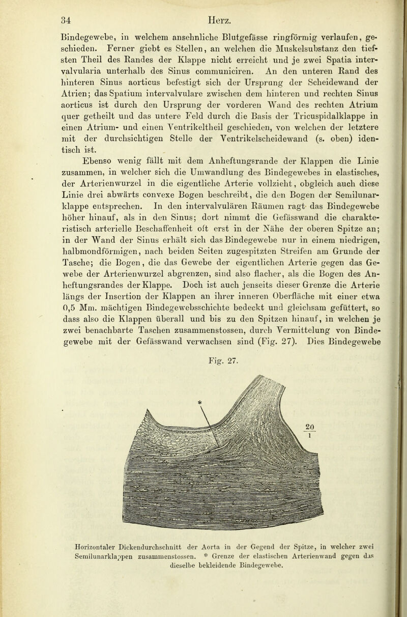 Bindegewebe, in welchem ansehnliche Blutgefässe ringförmig verlaufen, ge- schieden. Ferner giebt es Stellen, an welchen die Muskelsubstanz den tief- sten Theil des Randes der Klappe nicht erreicht und je zwei Spatia inter- valvularia unterhalb des Sinus communiciren. An den unteren Rand des hinteren Sinus aorticus befestigt sich der Ursprung der Scheidewand der Atrien; das Spatium intervalvulare zwischen dem hinteren und rechten Sinus aorticus ist durch den Ursprung der vorderen Wand des rechten Atrium quer getheilt und das untere Feld durch die Basis der Tricuspidalklappe in einen Atrium- und einen Ventrikeltheil geschieden, von welchen der letztere mit der durchsichtigen Stelle der Ventrikelscheidewand (s. oben) iden- tisch ist. Ebenso wenig fällt mit dem Anheftungsrande der Klappen die Linie zusammen, in welcher sich die Umwandlung des Bindegewebes in elastisches, der Arterienwurzel in die eigentliche Arterie vollzieht, obgleich auch diese Linie drei abwärts convexe Bogen beschreibt, die den Bogen der Semilunar- klappe entsprechen. In den intervalvulären Räumen ragt das Bindegewebe höher hinauf, als in den Sinus; dort nimmt die Gefässwand die charakte- ristisch arterielle Beschaffenheit oft erst in der Nähe der oberen Spitze an; in der Wand der Sinus erhält sich das Bindegewebe nur in einem niedrigen, halbmondförmigen, nach beiden Seiten zugespitzten Streifen am Grunde der Tasche; die Bogen, die das Gewebe der eigentlichen Arterie gegen das Ge- webe der Arterien Wurzel abgrenzen, sind also flacher, als die Bogen des An- heftungsrandes der Klappe. Doch ist auch jenseits dieser Grenze die Arterie längs der Insertion der Klappen an ihrer inneren Oberfläche mit einer etwa 0,5 Mm. mächtigen Bindegewebsschichte bedeckt und gleichsam gefüttert, so dass also die Klappen überall und bis zu den Spitzen hinauf, in welchen je zwei benachbarte Taschen zusammenstossen, durch Vermittelung von Binde- gewebe mit der Gefässwand verwachsen sind (Fig. 27). Dies Bindegewebe Fig. 27. Horizontaler Dickendurchschnitt der Aorta in der Gegend der Spitze, in welcher zwei Semilunarkla;:)pen zusammenstossen. * Grenze der elastischen Arterienwand gegen das dieselbe bekleidende Bindegewebe.