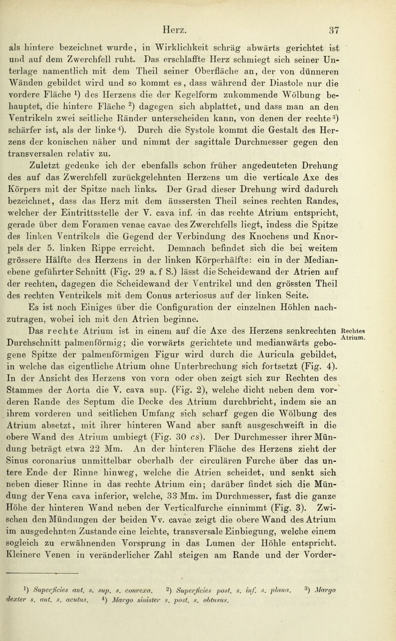 als hintere bezeichnet wurde, in Wirklichkeit schräg abwärts gerichtet ist ~ und auf dem Zwerchfell ruht. Bas erschlaffte Herz schmiegt sich seiner Un- terlage namentlich mit dem Theil seiner Oberfläche an, der von dünneren Wänden gebildet wird und so kommt es, dass während der Diastole nur die vordere Fläche des Herzens die der Kegelform zukommende Wölbung be- hauptet, die hintere Fläche ^) dagegen sich abplattet, und dass man an den Ventrikeln zwei seitliche Ränder unterscheiden kann, von denen der rechte^) schärfer ist, als der linke 4). Durch die Systole kommt die Gestalt des Her- zens der konischen näher und nimmt der sagittale Durchmesser gegen den transversalen relativ zu. Zuletzt gedenke ich der ebenfalls schon früher angedeuteten Drehung des auf das Zwerchfell zurückgelehnten Herzens um die verticale Axe des Körpers mit der Spitze nach links. Der Grad dieser Drehung wird dadurch bezeichnet, dass das Herz mit dem äussersten Theil seines rechten Randes, welcher der Eintrittsstelle der V, cava inf. in das rechte Atrium entspricht, gerade über dem Foraraen venae cavae des Zwerchfells liegt, indess die Spitze des linken Ventrikels die Gegend der Verbindung des Knochens und Knor- pels der 5. linken Rippe erreicht. Demnach befindet sich die bei weitem grössere Hälfte des Herzens in der linken Körperhälfte: ein in der Median- ebene geführter Schnitt (Fig. 29 a. f S.) lässt die Scheidewand der Atrien auf der rechten, dagegen die Scheidewand der Ventrikel und den grössten Theil des rechten Ventrikels mit dem Conus arteriosus auf der linken Seite. Es ist noch Einiges über die Configuration der einzelnen Höhlen nach- zutragen, wobei ich mit den Atrien beginne. Das rechte Atrium ist in einem auf die Axe des Herzens senkrechten Rechtes Durchschnitt palmenförmig; die vorwärts gerichtete und medianwärts gebo- gene Spitze der palmenförmigen Figur wird durch die Auricula gebildet, in welche das eigentliche Atrium ohne Unterbrechung sich fortsetzt (Fig. 4). In der Ansicht des Herzens von vorn oder oben zeigt sich zur Rechten des Stammes der Aorta die V. cava sup. (Fig. 2), welche dicht neben dem vor- deren Rande des Septum die Decke des Atrium durchbricht, indem sie an ihrem vorderen und seitlichen Umfang sich scharf gegen die Wölbung des Atrium absetzt, mit ihrer hinteren Wand aber sanft ausgeschweift in die obere Wand des Atrium umbiegt (Fig. 30 es). Der Durchmesser ihrer Mün- dung beträgt etwa 22 Mm. An der hinteren Fläche des Herzens zieht der Sinus coronarius unmittelbar oberhalb der circulären Furche über das un- tere Ende der Rinne hinweg, welche die Atrien scheidet, und senkt sich neben dieser Rinne in das rechte Atrium ein; darüber findet sich die Mün- dung der Vena cava inferior, welche, 33 Mm. im Durchmesser, fast die ganze Höhe der hinteren Wand neben der Verticalfurche einnimmt (Fig. 3). Zwi- schen den Mündungen der beiden Vv. cavae zeigt die obere Wand des Atrium im ausgedehnten Zustande eine leichte, transversale Einbiegung, welche einem sogleich zu erwähnenden Vorsprung in das Lumen der Höhle entspricht. Kleinere Venen in veränderlicher Zahl steigen am Rande und der Vorder- 1) Superficies ant. s. sup. s. convexa. ^) Superficies post, s. inf. s. plana, dexter s. ant. s. acutus. 4) Margo sinister s. post. s. obtusus. ^) Margo