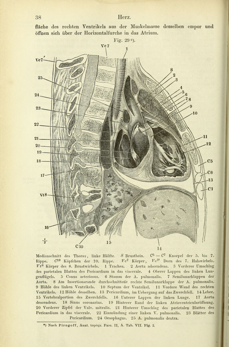 fläche des rechten Ventrikels aus der Muskehnasse desselben empor und öffnen sich über der Horizontalfurche in das Atrium. Fig. 29*). Medianschnitt des Thorax, linke Hälfte.. S Brustbein. — Knorpel der 5. bis 7. Rippe. C^^ Köpfchen der 10. Rippe. Vc'^ Körper, Vc''' Dorn des 7. Halswirbels. Vt^ Körper des 8. Brustwirbels. 1 Trachea. 2 Aorta adscendens. 3 Vorderer Umschlag des parietalen Blattes des Pericardium in das viscerale. 4 Oberer Lappen des linken Lun- genflügels. 5 Conus arteriosus. 6 Stamm der A. pulmonalis. 7 Semilunarklappen der Aorta. 8 Am Insertionsrande durchschnittene rechte Semilunarklappe der A. pulmonalis. 9 Höhle des linken Ventrikels. 10 Septum der Ventrikel. 11 Vordere Wand des rechten Ventrikels. 12 Höhle desselben. 13 Pericardium, im Uebergang auf das Zwerchfell. 14 Leber. 15 Vertebralportion des Zwerchfells. 16 Unterer Lappen der linken Lunge. 17 Aorta descendens. 18 Sinus coronarius. 19 Hinterer Rand der linken AtrioventricularöfFnung. 20 Vorderer Zipfel der Valv. mitralis. 21 Hintei'er Umschlag des parietaler! Blattes des Pericardium in das viscerale. 22 Einmündung einer linken V. pulmonalis. 23 Blätter des Pericardium. 24 Oesophagus. 25 A. pulmonalis dextra. *) Nach Pirogoff, Anat. topogr. Fase. II, A. Tab. VIT. Fig. 2.