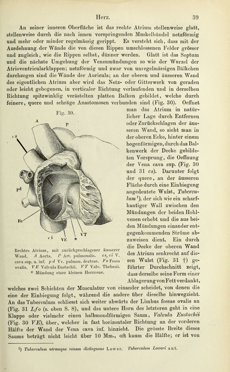 An seiner inneren Oberfläche ist das rechte Atrium stellenweise glatt, stellenweise durch die nach innen vorspringenden Muskelbündel netzförmig und mehr oder minder regelmässig gerippt. Es versteht sich, dass mit der Ausdehnung der Wände die von diesen Rippen umschlossenen Felder grösser und zugleich, wie die Rippen selbst, dünner werden. Glatt ist das Septum und die nächste Umgebung der Venenmündungen so wie der Wurzel der Atrioventricularklappen; netzförmig und zwar von unregelmässigen Bälkchen durchzogen sind die Wände der Auricula; an der oberen und äusseren Wand des eigentlichen Atrium aber wird das Netz- oder Gitterwerk von geraden oder leicht gebogenen, in verticaler Richtung verlaufenden und in derselben Richtung spitzwinklig verästelten platten Balken gebildet, welche durch feinere, quere und schräge Anastomosen verbunden sind (Fig. 30). Oeffnet ^.^ man das Atrium in natür- * lieber Lage durch Entfernen oder Zurückschlagen der äus- seren Wand, so sieht man in der oberen Ecke, hinter einem bogenförmigen, durch das Bal- kenwerk der Decke gebilde- ten Yorsprung, die Oelfnung der Vena cava sup. (Fig. 30 und 31 es). Darunter folgt der quere, an der äusseren Fläche durch eine Einbiegung angedeutete Wulst, Tubercu- lum ■^), der sich wie ein scharf- kantiger Wall zwischen den Mündungen der beiden Hohl- venen erhebt und die aus bei- den Mündungen einander ent- gegenkommenden Ströme ab- zuweisen dient. Ein durch die Decke der oberen Wand des Atrium senkrecht auf die- sen Wulst (Fig. 31 t) ge- führter Durchschnitt zeigt, dass derselbe seine Form einer Ablagerung von Fett verdankt, welches zwei Schichten der Musculatur von einander scheidet, von denen die eine der Einbiegung folgt, während die andere über dieselbe hinwegzieht. An das Tuberculum schliesst sich weiter abwärts der Limbus fossae ovalis an (Fig. 31 Lfo (s. oben S. 8), und das untere Horn des letzteren geht in eine Klappe oder vielmehr einen halbmondförmigen Saum, Valvula Eustachii (Fig. 30 VE), über, welcher in fast horizontaler Richtung an der vorderen Hälfte der Wand der Vena cava inf. hinzieht. Die grösste Breite dieses Saums beträgt nicht leicht über 10 Mm., oft kaum die Hälfte; er ist von Rechtes Atrium, mit zurückgeschlagener äusserer Wand. A Aorta. P Art. puhnonalis. es, ci V. cava sup. u. inf. p d Vv. pulmon. dextrae. Fo Fossa ovalis. VE Valvula Eustachii. VT Valv. Thebesii. * Mündung einer kleinen Herzvene. 1) Tuberculum utramque venam distinguens Low er. Tuberculum Loioeri aut.