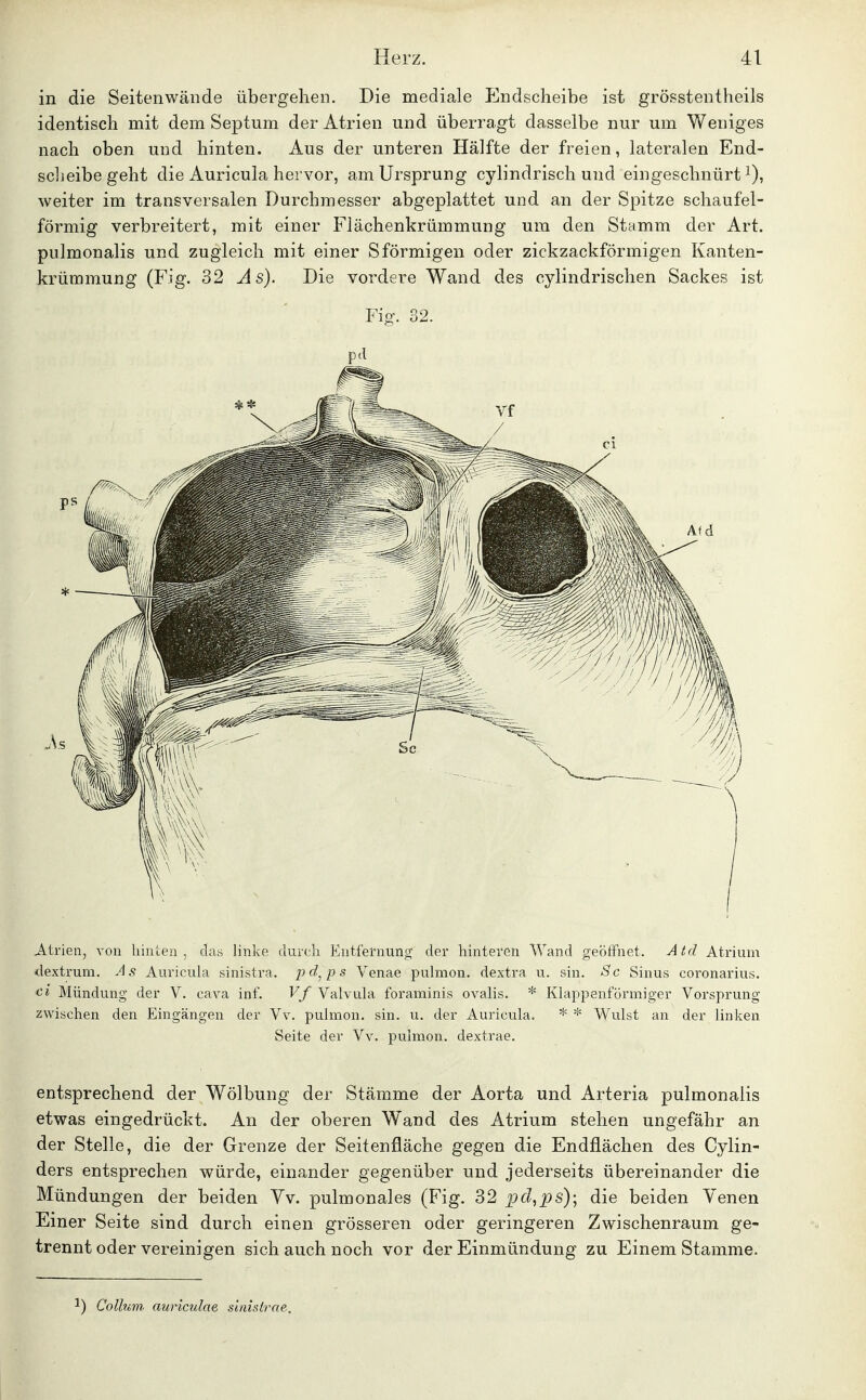 in die Seitenwände übergehen. Die mediale JCndscheibe ist grösstentheils identisch mit dem Septum der Atrien und überragt dasselbe nur um Weniges nach oben und hinten. Aus der unteren Hälfte der freien, lateralen End- scheibegeht die Auricula hervor, am Ursprung cylindrisch und eingeschnürt weiter im transversalen Durchmesser abgeplattet und an der Spitze schaufel- förmig verbreitert, mit einer Flächenkrümmung um den Stamm der Art. pulmonalis und zugleich mit einer S förmigen oder zickzackförmigen Kanten- krümmung (Fig. 32 As). Die vordere Wand des cylindrischen Sackes ist Fig. 32. pd zwischen den Eingängen der Vv. pulmon. sin. u. der Auricula. * * Wulst an der linken Seite der Vv. pulmon. dextrae. entsprechend der Wölbung der Stämme der Aorta und Arteria pulmonalis etwas eingedrückt. An der oberen Wand des Atrium stehen ungefähr an der Stelle, die der Grenze der Seitenfläche gegen die Endflächen des Cylin- ders entsprechen würde, einander gegenüber und jederseits übereinander die Mündungen der beiden Vv. pulmonales (Fig. 32 pd,ps); die beiden Yenen Einer Seite sind durch einen grösseren oder geringeren Zwischenraum ge- trennt oder vereinigen sich auch noch vor der Einmündung zu Einem Stamme. ') Collum auriculae stnislrae.