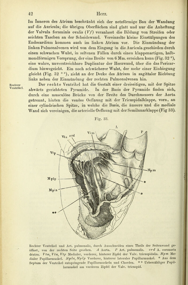 Im Inneren des Atrium beschränkt sich der netzförmige Bau der Wandung auf die Auricula; die übrigen Oberflächen sind glatt und nur die Anheftung der Valvuhi foraminis ovalis (Vf) veranlasst die Bildung von Streifen oder seichten Taschen an der Scheidewand. Vereinzelte kleine Einstülpungen des Endocardium kommen auch im linken Atrium vor. Die Einmündung der linken Pulmonalvenen wird von dem Eingang in die Auricula geschieden durch einen schwachen Wulst, in seltenen Fällen durch einen klappenartigen, halb- mondförmigen Vorsprung, der eine Breite von 6 Mm. erreichen kann (Fig. 32 *), eine wahre, unverstreichbare Duplicatur der Herzwand, über die das Pericar- dium hinwegzieht. Ein noch schwächerer Wulst, der mehr einer Einbiegung gleicht (Fig. 32 **), zieht an der Decke des Atrium in sagittaler Richtung links neben der Einmündung der rechten Pulmonalvenen hin. Rechter Der rechte Ventrikel hat die Gestalt einer dreiseitigen, mit der Spitze Ventrikel, ^bwärts gerichteten Pyramide. In der Basis der Pyramide finden sich, durch eine musculöse Brücke von der Breite des Durchmessers der Aorta getrennt, hinten die venöse Oeffnung mit der Tricuspidalklappe, vorn, an einer cylindrischen Spitze, in welche die Basis, die äussere und die mediale Wand sich vereinigen, die arterielle Oeffnung mit der Semilunarklappe (Fig 33). Fig. 33. Rechter Ventrikel und Art. pulmonalis, durch Ausschneiden eines Theils der Seitenwand ge- öffnet, von der rechten Seite gesehen, A Aoi-ta. P Art. pulmonalis. crd A. coronaria dextra. Vtm^ Vta, Vtp Medialer, vorderer, hinterer Zipfel der Valv. tricuspidalis. 31pm Me- dialer Papillarmuskel. Mpla, Mplp Vorderer, hinterer lateraler Papillarmuskel. * Aus dem Septum der Ventrikel entspringende Papillarmuskeln und Chorden. * * Ueberzähliger Papil- larmuskel am vorderen Zipfel der Valv. tricuspid.