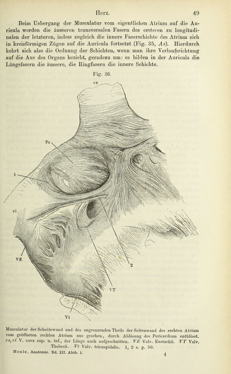 Beim Uebergang der Musculatur vom eigentlichen Atrium auf die Au- ricula werden die äusseren transversalen Fasern des ersteren zu longitudi- nalen der letzteren, indess zugleich die innere Faserschichte des Atrium sich in kreisförmigen Zügen auf die Auricula fortsetzt (Fig. 35, Äs). Hierdurch kehrt sich also die Ordnung der Schichten, wenn man ihre Verlaufsrichtung auf die Axe des Organs bezieht, geradezu um: es bilden in der Auricula die Längsfasern die äussere, die Ringfasern die innere Schichte. Fig. 36. Musculatur der Scheidewand und des angrenzenden Tlieils der Seitenwand des rechten Atrium vom geöffneten rechten Atrium aus gesehen, durch Ablösung des Pericardium entblösst. cs,ci V. Cava sup. u. inf., der Länge nach aufgeschnitten. VE Valv. Eustachii. VT Valv. Thebesii. Vt Valv. tricuspidalis. 1, 2 s. p. 50. Henle, Anatomie. Bd. III. Abtb. 1. a