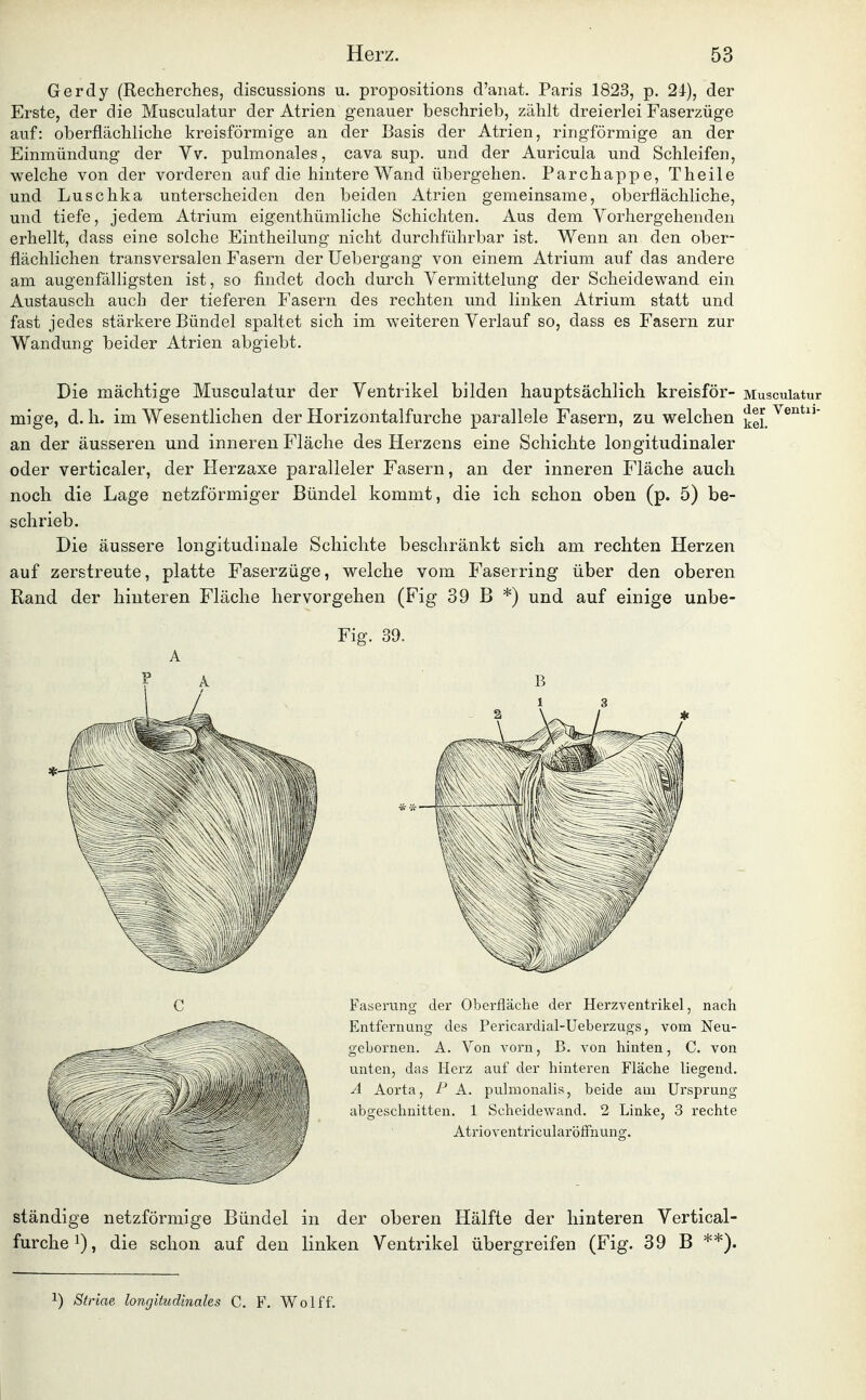 Gerdy (Recherches, discussions u. propositions d'anat. Paris 1823, p. 24), der Erste, der die Musculatur der Atrien genauer beschrieb, zählt dreierlei Faserzüge auf: oberflächliche kreisförmige an der Basis der Atrien, ringförmige an der Einmündung der Vv. pulmonales, cava sup. und der Auricula und Schleifen, welche von der vorderen auf die hintere Wand übergehen. Parchappe, Theile und Luschka unterscheiden den beiden Atrien gemeinsame, oberflächliche, und tiefe, jedem Atrium eigenthümliche Schichten. Aus dem Vorhergehenden erhellt, dass eine solche Eintheilung nicht durchführbar ist. Wenn an den ober- flächlichen transversalen Fasern der Uebergang von einem Atrium auf das andere am augenfälligsten ist, so findet doch durch Yermittelung der Scheidewand ein Austausch auch der tieferen Fasern des rechten und linken Atrium statt und fast jedes stärkere Bündel spaltet sich im weiteren Verlauf so, dass es Fasern zur Wandung beider Atrien abgiebt. Die mächtige Musculatiir der Ventrikel bilden hauptsächlich kreisför- Musculatur mige, d. h. im Wesentlichen der Horizontalfurche parallele Fasern, zu welchen Ventu- an der äusseren und inneren Fläche des Herzens eine Schichte longitudinaler oder verticaler, der Herzaxe paralleler Fasern, an der inneren Fläche auch noch die Lage netzförmiger Bündel kommt, die ich schon oben (p. 5) be- schrieb. Die äussere longitudinale Schichte beschränkt sich am rechten Herzen auf zerstreute, platte Faserzüge, welche vom Faserring über den oberen Rand der hinteren Fläche hervorgehen (Fig 39 B *) und auf einige unbe- Fig. 39. A P B C Fasemng der Oberfläche der Herzventrikel, nach Entfernung des Pericardial-Ueberzugs, vom Neu- gebornen. A. Von vorn, B. von hinten, C. von unten, das Herz auf der hinteren Fläche liegend. A Aorta, P A. pulnionalis, beide aui Ursprung abgeschnitten. 1 Scheidewand. 2 Linke, 3 rechte ständige netzförmige Bündel in der oberen Hälfte der hinteren Vertical- furche^), die schon auf den linken Ventrikel übergreifen (Fig. 39 B **). ^) Striae longitudinaks C. F. Wolff.