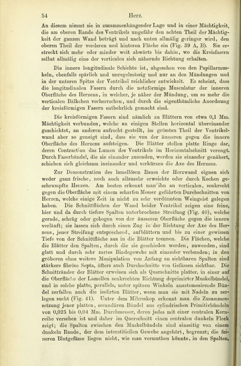 Au diesem nimmt sie in zusammenhängender Lage und in einer Mächtigkeit, die am oberen Rande des Ventrikels ungefähr den achten Theil der Mächtig- keit der ganzen Wand beträgt und nach unten allmälig geringer wird, den oberen Theil der vorderen und hinteren Fläche ein (Fig. 39 A, B). Sie er- streckt sich mehr oder minder weit abwärts bis dahin, wo die Kreisfasern selbst allmälig eine der verticalen sich nähernde Richtung erhalten. Die innere longitudinale Schichte ist, abgesehen von den Papillarmus- keln, ebenfalls spärlich und unregelmässig und nur an den Mündungen und in der unteren Spitze der Ventrikel reichlicher entwickelt. Es scheint, dass die longitudinalen Fasern durch die netzförmige Musculatur der inneren Oberfläche des Herzens, in welcher, je näher der Mündung, um so mehr die verticalen Bälkchen vorherrschen, und durch die eigenthümliche Anordnung der kreisförmigen Fasern entbehrlich gemacht sind. Die kreisförmigen Fasern sind nämlich zu Blättern von etwa 0,1 Mm. Mächtigkeit verbunden, welche an einigen Stellen horizontal übereinander geschichtet, an anderen aufrecht gestellt, im grössten Theil der Ventrikel- wand aber so geneigt sind, dass sie von der äusseren gegen die innere Oberfläche des Herzens aufsteigen. Die Blätter stellen platte Ringe dar, deren Contraction das Lumen des Ventrikels im Horizontalschnitt verengt. Durch Faserbündel, die sie einander zusenden, werden sie einander genähert, schieben sich gleichsam ineinander und verkürzen die Axe des Herzens. Zur Dem.onstration des lamellösen Baues der Herzwand eignen sich weder ganz frische, noch auch allzusehr erweichte oder durch Kochen ge- schrumpfte Herzen. Am besten erkennt man'ihn an verticalen, senkrecht gegen die Oberfläche mit einem scharfen Messer geführten Durchschnitten von Herzen, welche einige Zeit in nicht zu sehr verdünntem Weingeist gelegen haben. Die Schnittflächen der Wand beider Ventrikel zeigen eine feine, hier und da durch tiefere Spalten unterbrochene Streifung (Fig. 40), welche gerade, schräg oder gebogen von der äusseren Oberfläche gegen die innere verläuft; sie lassen sich durch einen Zug in der Richtung der Axe des Her- zens, jener Streifung entsprechend, aufblättern und bis zu einer gewissen Tiefe von der Schnittfläche aus in die Blätter trennen. Die Flächen, welche die Blätter den Spalten, durch die sie geschieden werden, zuwenden, sind glatt und durch sehr zartes Bindegewebe mit einander verbunden; in den gröberen ohne weitere Manipulation von Anfang an sichtbaren Spalten sind stärkere fibröse Septa, öfters auch Durchschnitte von Gefässen sichtbar. Die Schnittränder der Blätter erweisen sich als Querschnitte platter, in einer auf die Oberfläche der Lamellen senkrechten Richtung deprimirter Muskelbündel, und in solche platte, parallele, unter spitzen Winkeln anastomosireude Bün- del zerfallen auch die isolirten Blätter, wenn man sie mit Nadeln zu zer- legen sucht (Fig. 41). Unter dem Mikroskop erkennt man die Zusammen- setzung jener platten, secundären Bündel aus cylindrischen Primitivbündeln von 0,025 bis 0,04 Mm. Durchmesser, deren jedes mit einer centralen Kern- reihe versehen ist und daher im Querschnitt einen centralen dunkeln Fleck zeigt; die Spalten zwischen den Muskelbündeln sind einseitig von einem dunkeln Rande, der dem interstitiellen Gewebe angehört, begrenzt; die fei- neren Blutgefässe liegen nicht, wie man vermuthen könnte, in den Spalten,