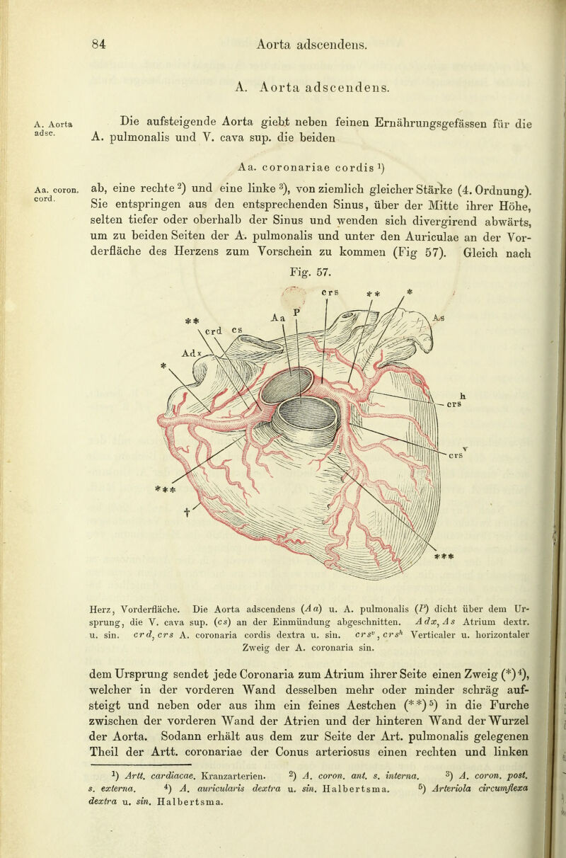 A. Aorta adscendens. A. Aorta aufsteigende Aorta giebt neben feinen Ernährungsgefässen für die A. pulmonalis und V. cava sup. die beiden Aa. coronariae cordis^) Aa. coron. ab, eine rechte 2) und eine linke von ziemlich gleicher Stärke (4. Ordnung). Sie entspringen aus den entsprechenden Sinus, über der Mitte ihrer Höhe, selten tiefer oder oberhalb der Sinus und wenden sich divergirend abwärts, um zu beiden Seiten der A. pulmonalis und unter den Auriculae an der Vor- derfläche des Herzens zum Yorschein zu kommen (Fig 57). Gleich nach Fig. 57. Herz, Vorderfläche. Die Aorta adscendens (Aa) u. A. pulmonalis (P) dicht über dem Ur- sprung, die V. cava sup. (es) an der Einmündung abgeschnitten. Adx^As Atrium dextr. u. sin. ercrs A. coronaria cordis dextra u. sin. crs'^^crs^ Verticaler u. horizontaler Zweig der A. coronaria sin. dem Ursprung sendet jede Coronaria zum Atrium ihrer Seite einen Zweig (*) 4), welcher in der vorderen Wand desselben mehr oder minder schräg auf- steigt und neben oder aus ihm ein feines Aestchen (**)5) in die Furche zwischen der vorderen Wand der Atrien und der hinteren Wand der Wurzel der Aorta. Sodann erhält aus dem zur Seite der Art. pulmonalis gelegenen Theil der Artt. coronariae der Conus arteriosus einen rechten und linken 1) Artt. cardiacae. Kranzarterien. ^) A. coron. ant. s. interna. ^) A. coron. post. s. externa. A, auricularis dextra u. sin. Halbertsma. ^) Arteriola circumßexa dextra u. sin. Halbertsma.