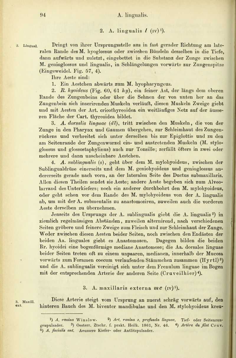 2. A. lingualis / (iv) 0- 2. Lingual. Dringt von ihrer Ursprungsstelle aus in fast gerader Richtung am late- ralen Rande des M. hyoglossus oder zwischen Bündeln desselben in die Tiefe, dann aufwärts und zuletzt, eingebettet in die Substanz der Zunge zwischen M. genioglossus und lingualis, in Schlängelungen vorwärts zur Zungenspitze (Eingeweidel. Fig. 57, 4). , Ihre Aeste sind: 1. Ein Aestchen abwärts zum M. hyopharyngeus. 2. R. hyoideus (Fig. 60, 61 liy)^ ein feiner Ast, der längs dem oberen Rande des Zungenbeins oder über die Sehnen der von unten her an das Zungenbein sich inserirenden Muskeln verläuft, diesen Muskeln Zweige giebt und mit Aesten der Art. cricothyreoidea ein weitläufiges Netz auf der äusse- ren Fläche der Cart. thyreoidea bildet. 3. A, dorsalis linguae (dT), tritt zwischen den Muskeln, die von der Zunge in den Pharynx und Gaumen übergehen, zur Schleimhaut des Zungen- rückens und verbreitet sich unter derselben bis zur Epiglottis und zu den am Seitenrande der Zungenwurzel ein- und austretenden Muskeln (M. stylo- glossus und glossostaphylinus) auch zur Tonsille; zerfällt öfters in zwei oder mehrere und dann unscheinbare Aestchen. 4. Ä. subungualis (s), geht über dem M. mylohyoideus, zwischen der Sublingualdrüse einerseits und dem M. geniohyoideus und genioglossus an- dererseits gerade nach vorn, an der lateralen Seite des Ductus submaxillaris. Allen diesen Theilen sendet sie Aeste; andere Aeste begeben sich zum Alveo- larrand des Unterkiefers; noch ein anderer durchbohrt den M. mylohyoideus, oder geht schon vor dem Rande des M. mylohyoideus von der A. lingualis ab, um mit der A. submentalis zu anastomosiren, zuweilen auch die vorderen Aeste derselben zu übernehmen. Jenseits des Ursprungs der A. sublingualis giebt die A. lingualis 2) in ziemlich regelmässigen Abständen, zuweilen alternirend, nach verschiedenen Seiten gröbere und feinere Zweige zum Fleisch und zur Schleimhaut der Zunge. Weder zwischen diesen Aesten beider Seiten, noch zwischen den Endästen der beiden Aa. linguales giebt es Anastomosen. Dagegen bilden die beiden Rr. hyoidei eine bogenförmige mediane Anastomose; die Aa. dorsales linguae beider Seiten treten oft zu einem unpaaren, medianen, innerhalb der Mucosa vorwärts zum Foramen coecum verlaufenden Stämmchen zusammen (Hyrtl)^) und die A. sublingualis vereinigt sich unter dem Frenulum linguae im Bogen mit der entsprechenden Arterie der anderen Seite (Cruveilhier)*). 3. A. maxillaris externa nie (iv)^). 3. Maxiii. Diese Arterie steigt vom Ursprung an zuerst schräg vorwärts auf, den «xt. hinteren Bauch des M. biventer mandibulae und den M. stylohyoideus kreu- 1) Ä. ranina Winslow. ^) Art. ranina s. profunda linguae. Tief- oder Seitenzun- genpulsader. ^) Oesterr. Ztschr. f. prakt. Heilk. 1861, Nr. 46. *) Ärtere du filet Cruv. 5) A. facialis ant. Aeussere Kiefer- oder Antlitzpulsader.
