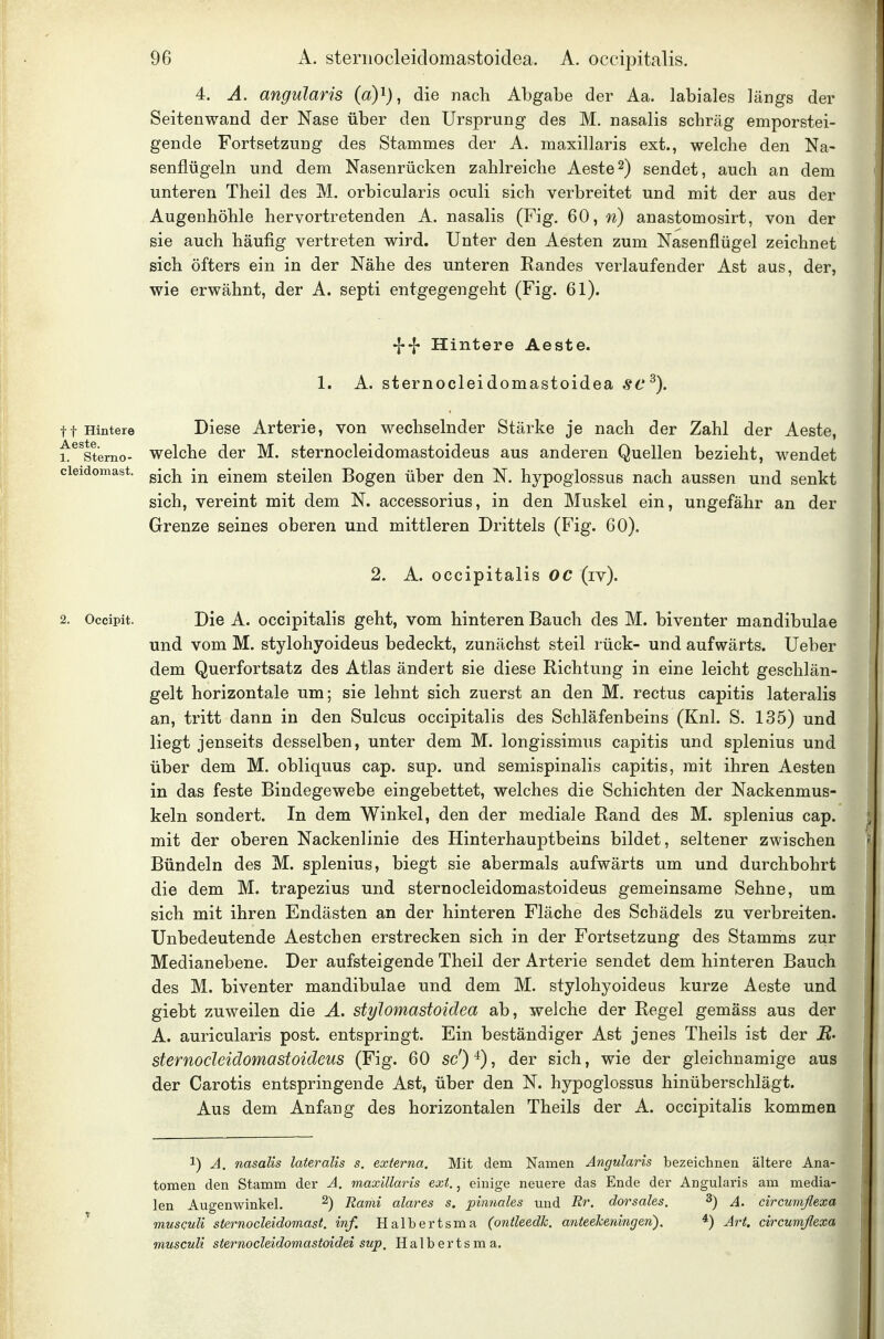 4. A. angularis ia)^)^ die nach Abgabe der Aa. labiales längs der Seitenwand der Nase über den Ursprung des M. nasalis schräg emporstei- gende Fortsetzung des Stammes der A. maxillaris ext., welche den Na- senflügeln und dem Nasenrücken zahlreiche Aeste^) sendet, auch an dem unteren Theil des M. orbicularis oculi sich verbreitet und mit der aus der Augenhöhle hervortretenden A. nasalis (Fig. 60, n) anastomosirt, von der sie auch häufig vertreten wird. Unter den Aesten zum Nasenflügel zeichnet sich öfters ein in der Nähe des unteren Randes verlaufender Ast aus, der, wie erwähnt, der A. septi entgegengeht (Fig. 61). W Hintere Aeste. 1. A, sternocleidomastoidea sc^\ tt Hintere Diese Arterie, von wechselnder Stärke je nach der Zahl der Aeste, ^^^sterno- wolche der M. sternocleidomastoideus aus anderen Quellen bezieht, wendet cieidomast. g-^j^ -^^ einem steilen Bogen über den N. hypoglossus nach aussen und senkt sich, vereint mit dem N. accessorius, in den Muskel ein, ungefähr an der Grenze seines oberen und mittleren Drittels (Fig. 60). 2. A. occipitalis OC (iv). 2, Occipit. Die A. occipitalis geht, vom hinteren Bauch des M. biventer mandibulae und vom M. stylohyoideus bedeckt, zunächst steil rück- und aufwärts. Ueber dem Querfortsatz des Atlas ändert sie diese Richtung in eine leicht geschlän- gelt horizontale um; sie lehnt sich zuerst an den M. rectus capitis lateralis an, tritt dann in den Sulcus occipitalis des Schläfenbeins (Knl. S. 135) und liegt jenseits desselben, unter dem M. longissimus capitis und splenius und über dem M. obliquus cap. sup. und semispinalis capitis, mit ihren Aesten in das feste Bindegewebe eingebettet, welches die Schichten der Nackenmus- keln sondert. In dem Winkel, den der mediale Rand des M. splenius cap. mit der oberen Nackenlinie des Hinterhauptbeins bildet, seltener zwischen Bündeln des M. splenius, biegt sie abermals aufwärts um und durchbohrt die dem M. trapezius und sternocleidomastoideus gemeinsame Sehne, um sich mit ihren Endästen an der hinteren Fläche des Schädels zu verbreiten. Unbedeutende Aestchen erstrecken sich in der Fortsetzung des Stamms zur Medianebene. Der aufsteigende Theil der Arterie sendet dem hinteren Bauch des M. biventer mandibulae und dem M. stylohyoideus kurze Aeste und giebt zuweilen die A, stylomastoidea ab, welche der Regel gemäss aus der A. auricularis post. entspringt. Ein beständiger Ast jenes Theils ist der B- sternocleidomastoideus (Fig. 60 sc')^), der sich, wie der gleichnamige aus der Carotis entspringende Ast, über den N. hypoglossus hinüberschlägt. Aus dem Anfang des horizontalen Theils der A. occipitalis kommen 1) A. nasalis lateralis s. externa. Mit dem Namen Angularis bezeichnen ältere Ana- tomen den Stamm der A. maxillaris ext., einige neuere das Ende der Angularis am media- len Augenwinkel. ^) Rami alares s. pinnales und Rr. dorsales. ^) A. circunißexa musculi sternodeidomast. inf. Halbertsma (onileedk. anteeheningen). ^) Art. circunißexa musculi sternocleidomastoidei sup. Halbertsma.