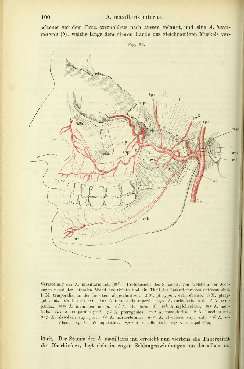 bogen nebst der lateralen Wand der Orbita und ein Theil des Unterkieferastes entfernt sind. 1 M. temporalis, an der Insertion abgeschnitten. 2 M. pterygoid. ext., ebenso. 3 M. ptery- goid. int, Ce Garotis ext. tps A temporalis superfic. apr A. auricularis prof. t A. tym- panica. mm A. meningea media, ai. A. alveolaris inf. mh A. mylohyoidea. mt A. men- talis, tpr K temporalis prof. pt X. pterygoidea. ma A. masseterica. h A. buccinatoria. asp A. alveolaris sup. post. io A. infraorbitalis. asa A. alveolaris sup. ant. vd A. vi- diana. sp A. sphenopalatina. npo A. nasalis post. np A. nasopalatina. läuft. Der Stamm der A. maxillaris int. erreicM nun viertens die Tuberosität des Oberkiefers, legt sich in engen Schlangen Windungen an denselben an