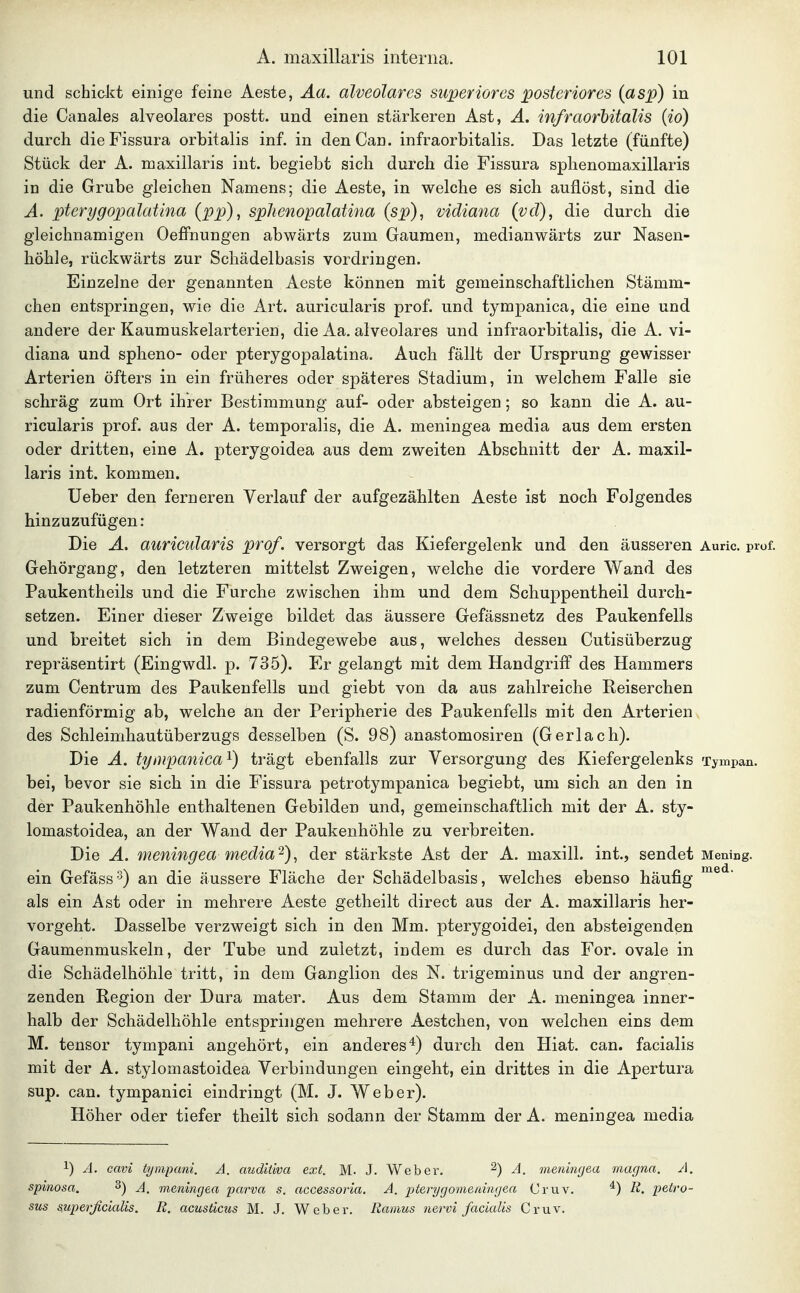 und schickt einige feine Aeste, Äa. alveolares superiores posteriores (asp) in die Canales alveolares postt. und einen stärkeren Ast, Ä. infraorhitalis {io) durch dieFissura orbitalis inf. in denCan. infraorbitalis. Das letzte (fünfte) Stück der A. maxillaris int. begiebt sich durch die Fissura sphenomaxillaris in die Grube gleichen Namens; die Aeste, in welche es sich auflöst, sind die A. pterygopalatina (pp), sphenopalatina (sp), vidiana (vd), die durch die gleichnamigen Oeffnungen abwärts zum Gaumen, medianwärts zur Nasen- höhle, rückwärts zur Schädelbasis vordringen. Einzelne der genannten Aeste können mit gemeinschaftlichen Stämm- chen entspringen, wie die Art. auricularis prof. und tympanica, die eine und andere der Kaumuskelarterien, die Aa. alveolares und infraorbitalis, die A. vi- diana und spheno- oder pterygopalatina. Auch fällt der Ursprung gewisser Arterien öfters in ein früheres oder späteres Stadium, in welchem Falle sie schräg zum Ort ihrer Bestimmung auf- oder absteigen; so kann die A. au- ricularis prof. aus der A. temporalis, die A. meningea media aus dem ersten oder dritten, eine A. pterygoidea aus dem zweiten Abschnitt der A. maxil- laris int. kommen. Ueber den ferneren Verlauf der aufgezählten Aeste ist noch Folgendes hinzuzufügen: Die Ä. auricularis prof. versorgt das Kiefergelenk und den äusseren Auric. prof. Gehörgang, den letzteren mittelst Zweigen, welche die vordere Wand des Paukentheils und die Furche zwischen ihm und dem Schuppentheil durch- setzen. Einer dieser Zweige bildet das äussere Gefässnetz des Paukenfells und breitet sich in dem Bindegewebe aus, welches dessen Cutisüberzug repräsentirt (Eingwdl. p. 735). Er gelangt mit dem Handgriff des Hammers zum Centrum des Paukenfells und giebt von da aus zahlreiche Reiserchen radienförmig ab, welche an der Peripherie des Paukenfells mit den Arterien des Schleimhautüberzugs desselben (S. 98) anastomosiren (Gerlach). Die A. tympanica'^) trägt ebenfalls zur Versorgung des Kiefergelenks Tympan. bei, bevor sie sich in die Fissura petrotympanica begiebt, um sich an den in der Paukenhöhle enthaltenen Gebilden und, gemeinschaftlich mit der A. sty- lomastoidea, an der Wand der Paukenhöhle zu verbreiten. Die A. meningea media^), der stärkste Ast der A. maxill. int., sendet Mening. ein Gefäss'^) an die äussere Fläche der Schädelbasis, welches ebenso häufig als ein Ast oder in mehrere Aeste getheilt direct aus der A. maxillaris her- vorgeht. Dasselbe verzweigt sich in den Mm. pterygoidei, den absteigenden Gaumenmuskeln, der Tube und zuletzt, indem es durch das For. ovale in die Schädelhöhle tritt, in dem Ganglion des N. trigeminus und der angren- zenden Region der Dura mater. Aus dem Stamm der A. meningea inner- halb der Schädelhöhle entspringen mehrere Aestchen, von welchen eins dem M. tensor tympani angehört, ein anderes*) durch den Hiat. can. facialis mit der A. stylomastoidea Verbindungen eingeht, ein drittes in die Apertura sup. can. tympanici eindringt (M. J. Weber). Höher oder tiefer theilt sich sodann der Stamm der A. meningea media 1) A. cavi tympani. A. auditiva ext. M. J. Weber, ^) A. menincjea magna. A. spinosa. ^) A, meningea parva s. accessoria. A. pterygomemngea Cruv. ^) R. petro- sus superficialis. R. acustiais M. J. Weber, llainus nervi facialis Cruv.