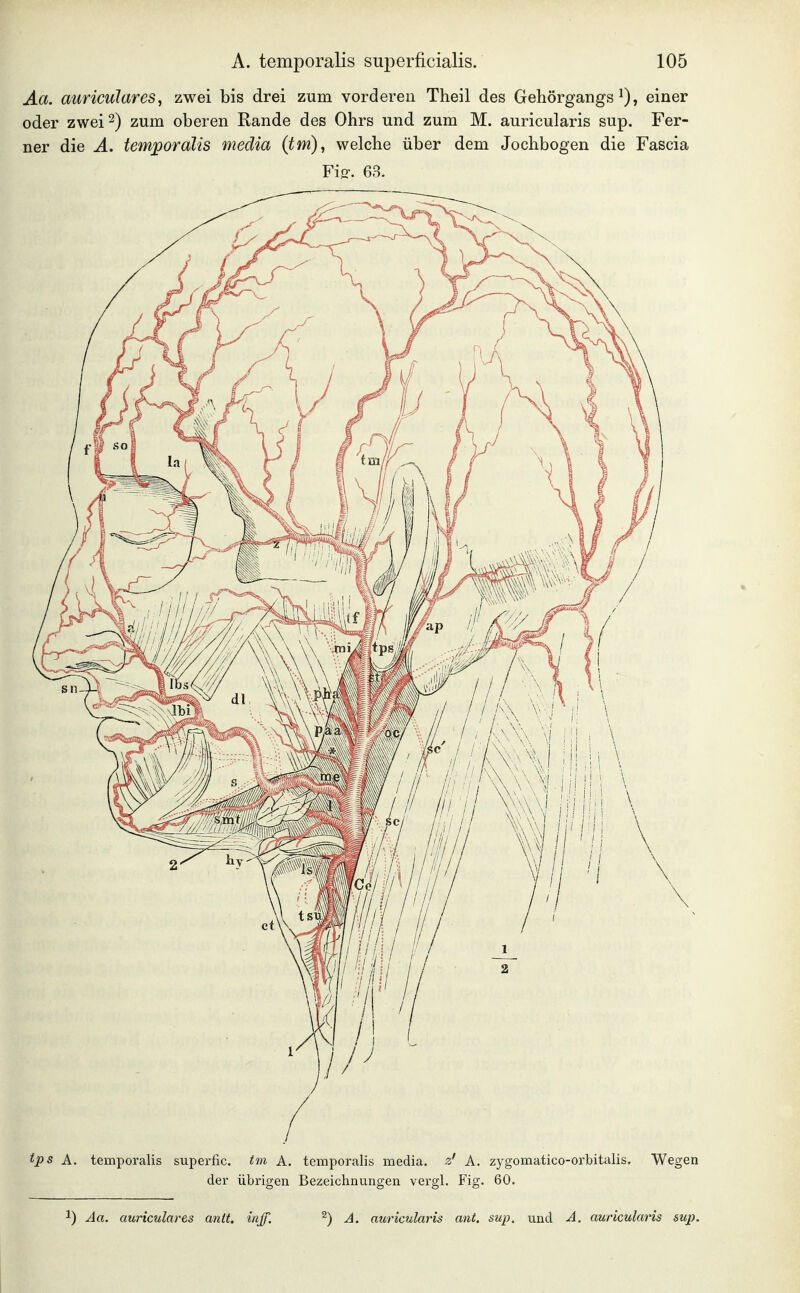 Aa. auricuJares, zwei bis drei zum vorderen Theil des Gehörgangs einer oder zwei 2) zum oberen Rande des Ohrs und zum M. auricularis sup. Fer- ner die Ä. temporalis media (tm), welche über dem Jochbogen die Fascia Fiff. 63. ips A. temporalis superfic. <m A. temporalis media, z' A. zygomatico-orbitalis. Wegen der übrigen Bezeichnungen vergl. Fig. 60. 1) Aa, auriculares anit, injf. ^) A. auricularis ant. sup. und A. auricularis sup. I ■ ^