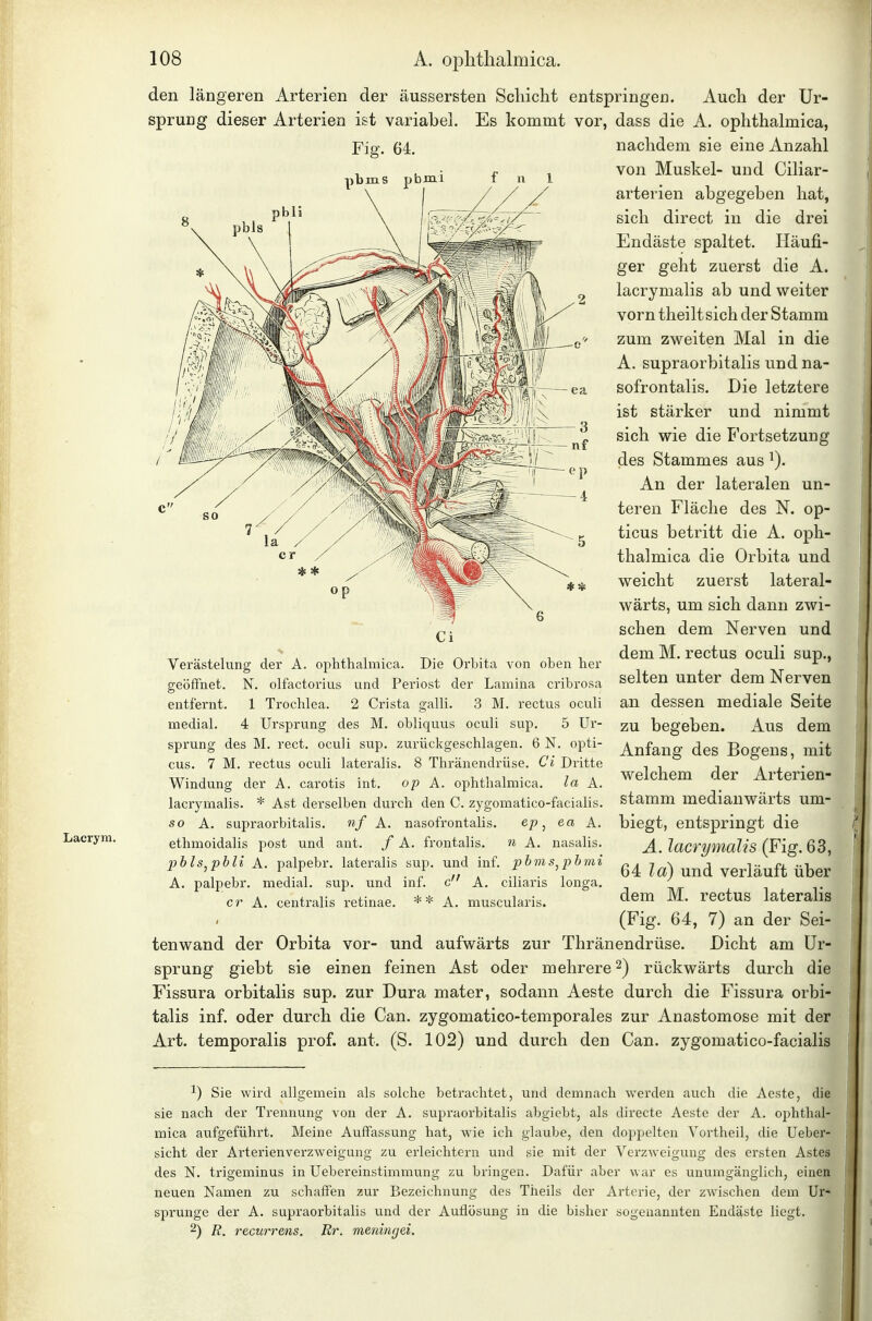 den längeren Arterien der äussersten Schicht entspringen. Auch der Ur- sprung dieser Arterien ist variabel. Es kommt vor, dass die A. ophthalmica, nachdem sie eine Anzahl von Muskel- und Ciliar- arterien abgegeben hat, sich direct in die drei Endäste spaltet. Häufi- ger geht zuerst die A. lacrymalis ab und weiter vorn theiltsich der Stamm zum zweiten Mal in die A. supraorbitalis und na- sofrontalis. Die letztere ist stärker und nimmt sich wie die Fortsetzung des Stammes aus ^). An der lateralen un- teren Fläche des N. op- ticus betritt die A. oph- thalmica die Orbita und weicht zuerst lateral- wärts, um sich dann zwi- schen dem Nerven und dem M. rectus oculi sup., selten unter dem Nerven an dessen mediale Seite zu begeben. Aus dem Anfang des Bogens, mit welchem der Arterien- stamm medianwärts um- biegt, entspringt die Ä. lacrymalis (Fig. 63, 64 la) und verläuft über dem M. rectus lateralis (Fig. 64, 7) an der Sei- tenwand der Orbita vor- und aufwärts zur Thränendrüse. Dicht am Ur- sprung giebt sie einen feinen Ast oder mehrere ^) rückwärts durch die Fissura orbitalis sup. zur Dura mater, sodann Aeste durch die Fissura orbi- talis inf. oder durch die Can. zygomatico-temporales zur Anastomose mit der Art. temporalis prof. ant. (S. 102) und durch den Can. zygomatico-facialis 1) Sie wird allgemein als solche betrachtet, und demnach werden auch die Aeste, die sie nach der Trennung von der A. supraorbitalis abgiebt, als directe Aeste der A. ophthal- mica aufgeführt. Meine Auffassung hat, wie ich glaube, den doppelten Vortheil, die Ueber- sicht der Arterienverzweigung zu erleichtern und sie mit der Verzweigung des ersten Astes des N. trigeminus in liebereinstimmung zu bringen. Dafür aber war es unumgänglich, einen neuen Namen zu schaffen zur Bezeichnung des Theils der Arterie, der zwischen dem Ur* Sprunge der A. supraorbitalis und der Auflösung in die bisher sogenannten End^ste liegt. 2) R. recwrens. Rr. meninrjei. Fig. 64. Verästelung der A. ophthalmica. Die Orbita von oben her geöffnet. N. olfactorius und Periost der Lamina cribrosa entfernt. 1 Trochlea. 2 Crista galli. 3 M. rectus oculi medial. 4 Ursprung des M. obliquus oculi sup. 5 Ur- sprung des M. rect. oculi sup. zurückgeschlagen. 6 N. opti- cus. 7 M. rectus oculi lateralis. 8 Thränendrüse. Ci Dritte Windung der A. carotis int. op A. ophthalmica. la A. lacrymalis. * Ast derselben durch den C. zygomatico-facialis. so A. supraorbitalis. nf A. nasofrontalis. ep ^ ea A. Lacryra. ethmoidalis post und ant. / A. frontahs. n A. nasalis. pblsjpbli A. palpebr. lateralis sup. und inf. pbms^pbmi A. palpebr. medial, sup. und inf. c A. ciliaris longa, er A. centralis retinae. * * A. muscularis.