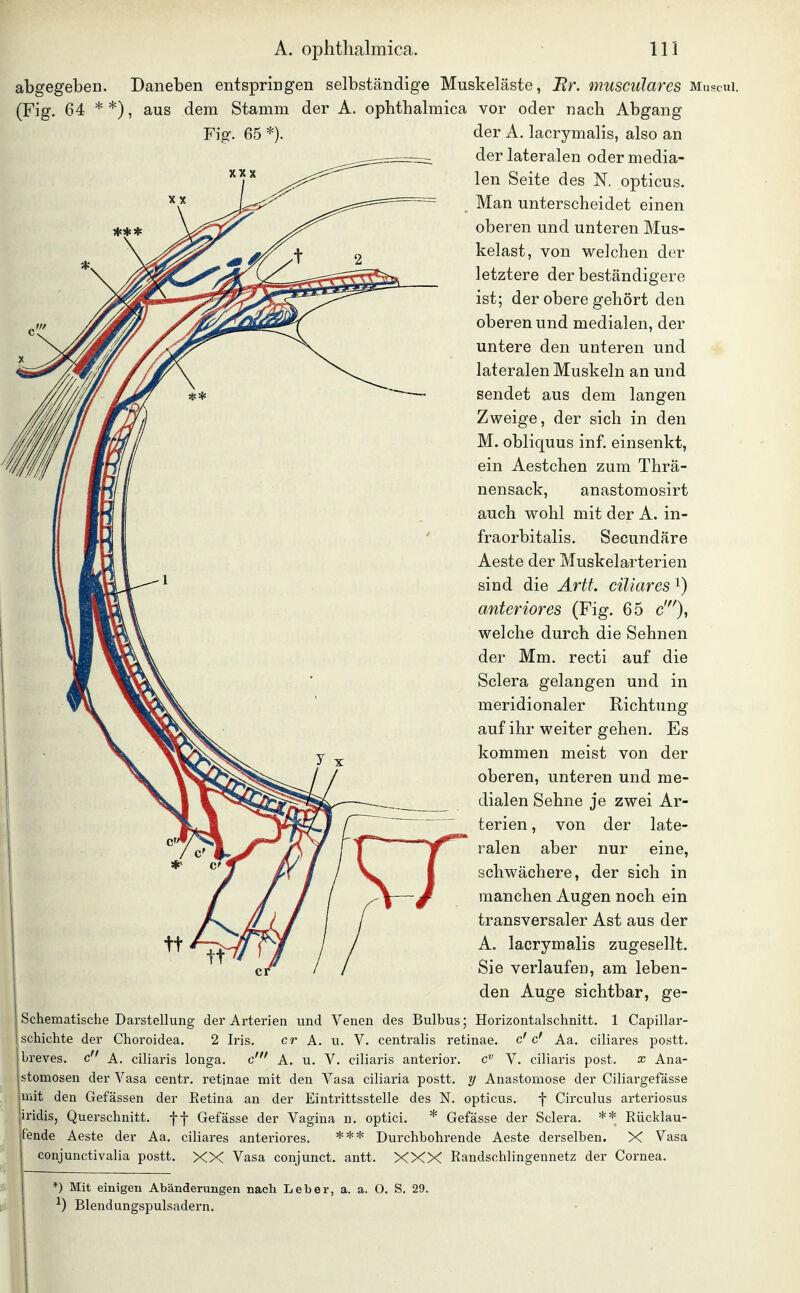 Daneben entspringen selbständige Muskeläste, Hr. musculares Muscui. (Fig. 64 **), aus dem Stamm der A. ophthalmica vor oder nach Abgang Fig. 65 *). der A. lacrymalis, also an der lateralen oder media- len Seite des N, opticus. Man unterscheidet einen oberen und unteren Mus- kelast, von welchen der letztere der beständigere ist; der obere gehört den oberen und medialen, der untere den unteren und lateralen Muskeln an und sendet aus dem langen Zweige, der sich in den M. obliquus inf. einsenkt, ein Aestchen zum Thrä- nensack, anastomosirt auch wohl mit der A. in- fraorbitalis. Secundäre Aeste der Muskelarterien sind die A.rtt. ciliares i) anteriores (Fig. 65 c0» welche durch die Sehnen der Mm. recti auf die Sclera gelangen und in meridionaler Richtung auf ihr weiter gehen. Es kommen meist von der oberen, unteren und me- dialen Sehne je zwei Ar- terien , von der late- ralen aber nur eine, schwächere, der sich in manchen Augen noch ein transversaler Ast aus der A. lacrymalis zugesellt. Sie verlaufen, am leben- den Auge sichtbar, ge- Schematische Darstellung der Arterien und Venen des Bulbus; Horizontalschnitt. 1 Capillar- schiclite der Choroidea. 2 Iris. er A. u. V. centralis retinae, c'c' Aa. ciliares postt. braves, c A. ciliaris longa. c' A. u. V. ciliaris anterior. V. ciliaris post. x Ana- stomosen der Vasa centr. retinae mit den Vasa ciliaria postt. y Anastomose der Ciliargefässe mit den Gefässen der Retina an der Eintrittsstelle des N. opticus. f Circulus arteriosus iridis, Querschnitt, ff Gefässe der Vagina n. optici. * Gefässe der Sclera. ** Rücklau- tende Aeste der Aa. ciliares anteriores. *** Durchbohrende Aeste derselben. X Vasa conjunctivalia postt. XX Vasa conjunct. antt. XXX Randschlingennetz der Cornea. *) Mit einigen Abänderungen nach Leber, a. a. O. S. 29. ^) Blendungspulsadern.