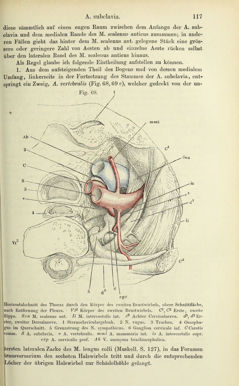 diese sämmtlich auf einen engen Raum zwischen dem Anfange der A. sub- clavia und dem medialen Rande des M. scalenus anticus zusammen; in ande- ren Fällen giebt das hinter dem M. scalenus ant. gelegene Stück eine grös- gere oder geringere Zahl von Aesten ab und einzelne Aeste rücken selbst über den lateralen Rand des M, scalenus anticus hinaus. Als Regel glaube ich folgende Eintheilung aufstellen zu können. 1. Aus dem aufsteigenden Theil des Bogens und von dessen medialem Umfang, linkerseits in der Fortsetzung des Stammes der A. subclavia, ent- springt ein Zweig, A. vertehralis (Fig. 68, 69 v), welcher gedeckt von der un- cpr Horizontalschnitt des Thorax durch den Körper des zweiten Brustwirbels, obere Schnittfläche, nach Entfernung der Pleura. Vt^ Körper des zweiten Brustwirbels. C-*, Erste, zweite Rippe. Sca M.. scalenus ant. Ii M. intercostalis int. Achter Cervicalnerve. c?^, (^^ Er- ster, zweiter Dorsalnerve. 1 Sternoclaviculargelenk. 2 N. vagus. 3 Trachea. 4 Oesopha- gus im Querschnitt. 5 Grenzstrang des N. sympathicus. 6 Ganglion cervicale inf. C Carotis comm. >Si A. subclavia, v A. vertebralis. mmi A. mammaria int. is A. intercostalis supr. cvp A. cervicalis prof. Ab Y. anonyma brachiocephalica. tersten lateralen Zacke des M. longus colli (Muskell. S. 127), in das Foramen fcransversarium des sechsten Halswirbeis tritt und durch die entsprechenden Löcher der übrigen Halswirbel zur Schädelhöhle gelangt.