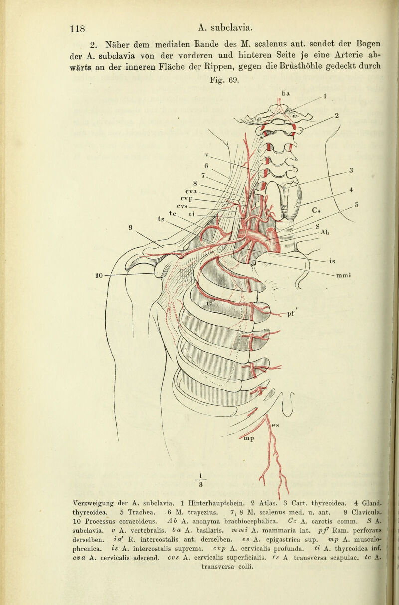 2. Näher dem medialen Eande des M. scalenus ant. sendet der Bogen der A. subclavia von der vorderen und hinteren Seite je eine Arterie ab- wärts an der inneren Fläche der Rippen, gegen die Brüsthöhle gedeckt durch Fig. 69. 3 / l Verzweigung der A. subclavia. 1 Hinterhauptsbein. 2 Atlas. 3 Cart. thyreoidea. 4 Gland. thyreoidea. 5 Trachea. 6 M. trapezius. 7, 8 M. scalenus med. u. ant. 9 Clavicula. 10 Processus coracoideus. Ab A. anonyma brachiocephalica, Cc A. carotis comm. S A. subclavia, v A. vertebralis. ha K. basilaris. mmi A. mammaria int. pf Kam. perforans derselben, ia' R. intercostalis ant. derselben. es A. epigastrica sup. mp A, musculo- phrenica. is A. intercostahs suprema. cvp A. cervicalis profunda. ti A. thyreoidea inf. cva K. cervicalis adscend. cvs A. cervicalis superficialis, ts A transversa scapulae. tc A. transversa colli.