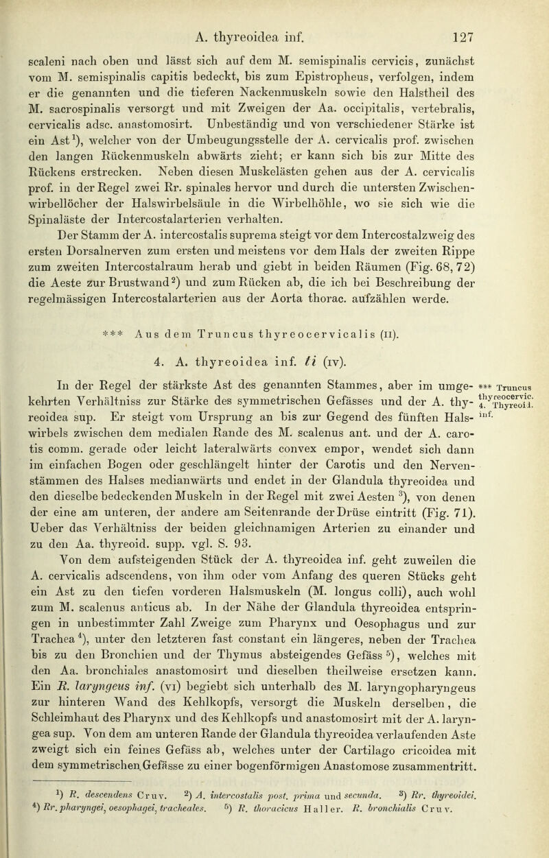 scaleni nach oben und lässt sich auf dem M. semispinalis cervicis, zunächst vom M. semispinalis capitis bedeckt, bis zum Epistropheus, verfolgen, indem er die genannten und die tieferen Nackenmuskeln sowie den Halstheil des M. sacrospinalis versorgt und mit Zweigen der Aa. occipitalis, vertebralis, cervicalis adsc. anastomosirt. Unbeständig und von verschiedener Stärke ist ein Ast^), welcher von der ümbeugungsstelle der A. cervicalis prof. zwischen den langen Eückenmuskeln abwärts zieht; er kann sich bis zur Mitte des Rückens erstrecken. Neben diesen Muskelästen gehen aus der A. cervicalis prof. in der Regel zwei Rr. spinales hervor und durch die untersten Zwischen- wirbellöcher der Halswirbelsäule in die Wirbelhöhle, wo sie sich wie die Spinal äste der Intercostalarterien verhalten. Der Stamm der A. intercostalis suprema steigt vor dem Intercostalzweig des ersten Dorsalnerven zum ersten und meistens vor dem Hals der zweiten Rippe zum zweiten Intercostalraum herab und giebt in beiden Räumen (Fig. 68, 72) die Aeste zur Brustwand 2) und zum Rücken ab, die ich bei Beschreibung der regelmässigen Intercostalarterien aus der Aorta thorac. aufzählen werde. *** Aus dem Truncus thyreocervicalis (ii), 4. A. thyreoidea inf. ti (iv). In der Regel der stärkste Ast des genannten Stammes, aber im umge- *** Truncus kehrten Verhältniss zur Stärke des symmetrischen Gefässes und der A. thy- ^^TTySi. reoidea sup. Er steigt vom Ursprung an bis zur Gegend des fünften Hals- Wirbels zwischen dem medialen Rande des M. scalenus ant. und der A. caro- tis comm. gerade oder leicht lateralwärts convex empor, wendet sich dann im einfachen Bogen oder geschlängelt hinter der Carotis und den Nerven- stämmen des Halses medianwärts und endet in der Glandula thyreoidea und den dieselbe bedeckenden Muskeln in der Regel mit zwei Aesten ^), von denen der eine am unteren, der andere am Seitenrande der Drüse eintritt (Fig. 71). Ueber das Verhältniss der beiden gleichnamigen Arterien zu einander und zu den Aa. thyreoid. supp. vgl. S. 93. Von dem aufsteigenden Stück der A. thyreoidea inf. geht zuweilen die A. cervicalis adscendens, von ihm oder vom Anfang des queren Stücks geht ein Ast zu den tiefen vorderen Halsmuskeln (M. longus colli), auch wohl zum M. scalenus aiiticus ab. In der Nähe der Glandula thyreoidea entsprin- gen in unbestimmter Zahl Zweige zum Pharynx und Oesophagus und zur Trachea unter den letzteren fast constant ein längeres, neben der Trachea bis zu den Bronchien und der Thymus absteigendes Gefäss^), welches mit den Aa. bronchiales anastomosirt und dieselben theilweise ersetzen kann. Ein JR. laryngeus inf. (vi) begiebt sich unterhalb des M. laryngopharyngeus zur hinteren Wand des Kehlkopfs, versorgt die Muskeln derselben, die Schleimhaut des Pharynx und des Kehlkopfs und anastomosirt mit der A. laryn- gea sup. Von dem am unteren Rande der Glandula thyreoidea verlaufenden Aste zweigt sich ein feines Gefäss ab, welches unter der Cartilago cricoidea mit dem symmetrischen Gefässe zu einer bogenförmigen Anastomose zusammentritt. 1) R. descendens Cruv. A. intercostalis j^ost. prima und secmida. Rr. tliyreoidei. ^) Rr.pharyngei,oesophagei.^tracheales. 5) R. thoracicus Hai 1er. R. hroncMalis CruA^