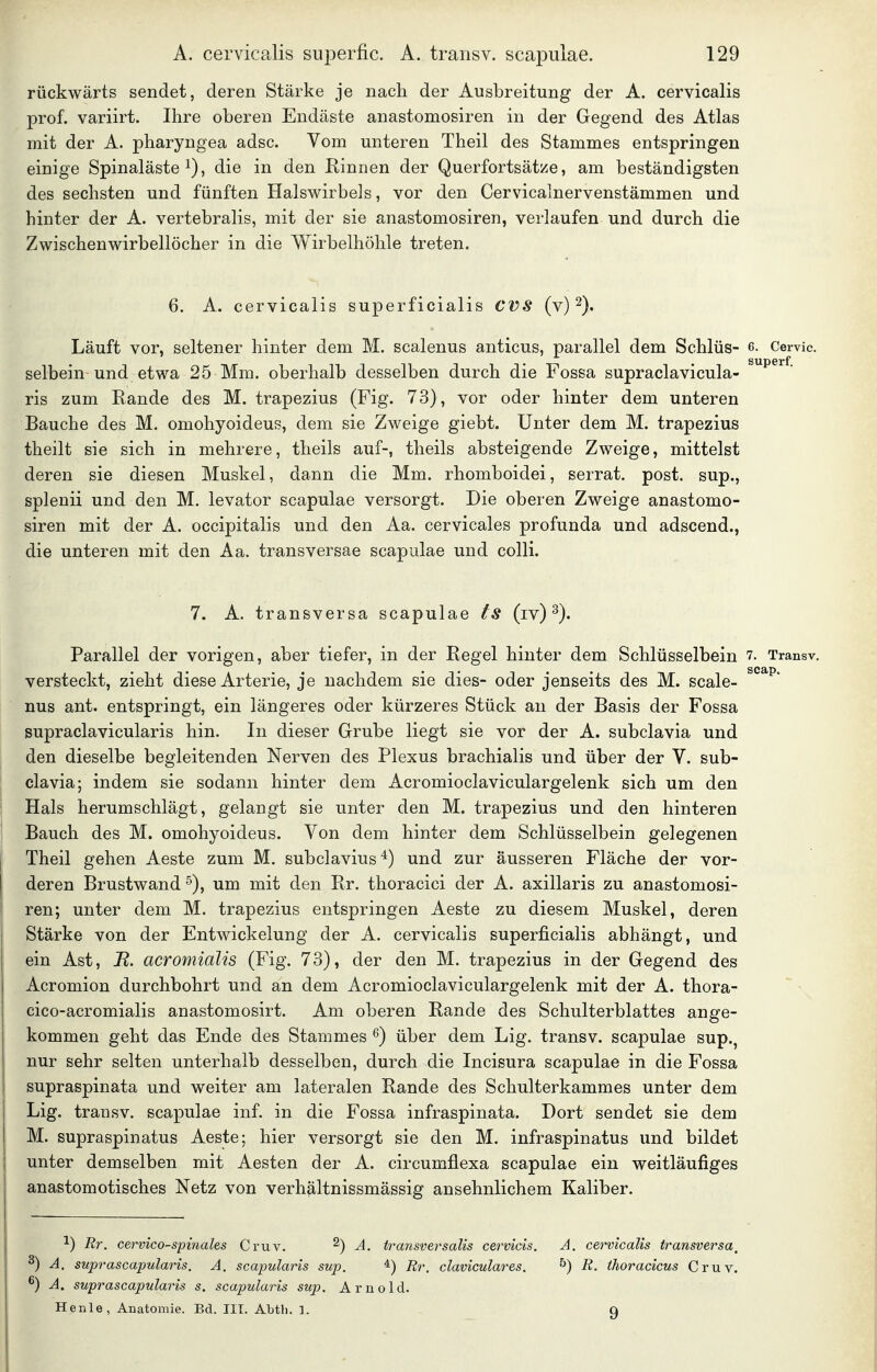 rückwärts sendet, deren Stärke je nach der Ausbreitung der A. cervicalis prof. variirt. Ihre oberen Endäste anastomosiren in der Gegend des Atlas mit der A. pharyngea adsc. Vom unteren Theil des Stammes entspringen einige Spinaläste , die in den Rinnen der Querfortsätze, am beständigsten des sechsten und fünften Halswirbels, vor den Cervicalnervenstämmen und hinter der A. vertebralis, mit der sie anastomosiren, verlaufen und durch die Zwischenwirbellöcher in die Wirbelhöhle treten. 6. A. cervicalis superficialis CVS (v) 2). Läuft vor, seltener hinter dem M. scalenus anticus, parallel dem Schlüs- 6. Cervic. selbein und etwa 25 Mm. oberhalb desselben durch die Fossa supraclavicula- ris zum Rande des M. trapezius (Fig. 73), vor oder hinter dem unteren Bauche des M. omohyoideus, dem sie Zweige giebt. Unter dem M. trapezius theilt sie sich in mehrere, theils auf-, theils absteigende Zweige, mittelst deren sie diesen Muskel, dann die Mm. rhomboidei, serrat. post. sup., splenii und den M. levator scapulae versorgt. Die oberen Zweige anastomo- siren mit der A. occipitalis und den Aa. cervicales profunda und adscend., die unteren mit den Aa. transversae scapulae und colli. 7. A. transversa scapulae Is (iv) Parallel der vorigen, aber tiefer, in der Regel hinter dem Schlüsselbein 7- Transv. versteckt, zieht diese Arterie, je nachdem sie dies- oder jenseits des M. scale- nus ant. entspringt, ein längeres oder kürzeres Stück an der Basis der Fossa supraclavicularis hin. In dieser Grube liegt sie vor der A. subclavia und den dieselbe begleitenden Nerven des Plexus brachialis und über der V. sub- clavia; indem sie sodann hinter dem Acromioclaviculargelenk sich um den Hals herumschlägt, gelangt sie unter den M. trapezius und den hinteren Bauch des M. omohyoideus. Von dem hinter dem Schlüsselbein gelegenen Theil gehen Aeste zum M. subclavius und zur äusseren Fläche der vor- deren Brustwand 5), um mit den Rr. thoracici der A. axillaris zu anastomosi- ren; unter dem M. trapezius entspringen Aeste zu diesem Muskel, deren Stärke von der Entwickelung der A. cervicalis superficialis abhängt, und ein Ast, B. acromialis (Fig. 73), der den M. trapezius in der Gegend des Acromion durchbohrt und an dem Acromioclaviculargelenk mit der A. thora- cico-acromialis anastomosirt. Am oberen Rande des Schulterblattes ange- kommen geht das Ende des Stammes ^) über dem Lig. transv. scapulae sup., nur sehr selten unterhalb desselben, durch die Incisura scapulae in die Fossa supraspinata und weiter am lateralen Rande des Schulterkammes unter dem Lig. transv. scapulae inf. in die Fossa infraspinata. Dort sendet sie dem M. supraspinatus Aeste; hier versorgt sie den M. infraspinatus und bildet unter demselben mit Aesten der A. circumflexa scapulae ein weitläufiges anastomotisches Netz von verhältnissmässig ansehnlichem Kaliber. 1) Rr. cervicO'Spinales Cruv. ^) A. transversalis cervlcis. A. cervicalis transversa^ ^) A. suprascapularis. A. scapularis sup. ^) Rr. claviculai^es. ^) R. ihoracicus Cruv. ^) A. suprascapularis s. scapularis sup. Arnold. Henle, Anatomie. Bd. III. Abtb. 1. q