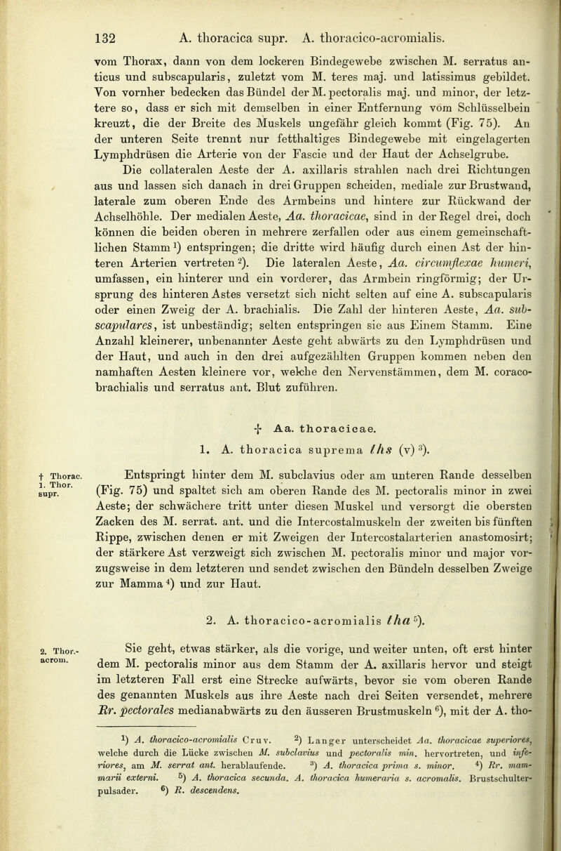 vom Thorax, dann von dem lockeren Bindegewebe zwischen M. serratiis an- ticus und subscapularis, zuletzt vom M. teres maj. und latissimus gebildet. Von vornher bedecken das Bündel der M. pectoralis maj. und minor, der letz- tere so, dass er sich mit demselben in einer Entfernung vom Schlüsselbein kreuzt, die der Breite des Muskels ungefähr gleich kommt (Fig. 75). An der unteren Seite trennt nur fetthaltiges Bindegewebe mit eingelagerten Lymphdrüsen die Arterie von der Fascie und der Haut der Achselgrube. Die collateralen Aeste der A. axillaris strahlen nach drei Richtungen aus und lassen sich danach in drei Gruppen scheiden, mediale zur Brust wand, laterale zum oberen Ende des Armbeins und hintere zur Rückwand der Achselhöhle. Der medialen Aeste, Äa. tJioracicae, sind in der Regel drei, doch können die beiden oberen in mehrere zerfallen oder aus einem gemeinschaft- lichen Stamm 1) entspringen; die dritte w^ird häufig durch einen Ast der hin- teren Arterien vertreten 2). Die lateralen Aeste, Äa. circumßexae Jiumeri, umfassen, ein hinterer und ein vorderer, das Armbein ringförmig; der Ur- sprung des hinteren Astes versetzt sich nicht selten auf eine A. subscapularis oder einen Zweig der A. brachialis. Die Zahl der hinteren Aeste, Aa. sub- scapulares, ist unbeständig; selten entspringen sie aus Einem Stamm. Eine Anzahl kleinerer, unbenannter Aeste geht abwärts zu den Lymphdrüsen und der Haut, und auch in den drei aufgezählten Gruppen kommen neben den namhaften Aesten kleinere vor, welche den Nervenstämmen, dem M. coraco- brachialis und serratus ant. Blut zuführen. Aa. thoracicae. 1, A. thoracica suprema ihs (v) t Thorac. Entspringt hinter dem M. subclavius oder am unteren Rande desselben sü^!^^'^ (f'ig- 75) und spaltet sich am oberen Rande des M. pectoralis minor in zwei Aeste; der schwächere tritt unter diesen Muskel und versorgt die obersten Zacken des M. serrat. ant. und die Intercostalmuskeln der zweiten bis fünften Rippe, zwischen denen er mit Zweigen der Intercostalarterien anastomosirt; der stärkere Ast verzweigt sich zwischen M. pectoralis minor und major vor- zugsweise in dem letzteren und sendet zwischen den Bündeln desselben Zweige zur Mamma*) und zur Haut. 2. A. thoracico-acromialis Iha^). 2. Thor.- Sie geht, etwas stärker, als die vorige, und weiter unten, oft erst hinter acrom. ^ pectoralis minor aus dem Stamm der A. axillaris hervor und steigt im letzteren Fall erst eine Strecke aufwärts, bevor sie vom oberen Rande des genannten Muskels aus ihre Aeste nach drei Seiten versendet, mehrere Br. pectorales medianabwärts zu den äusseren Brustmuskeln mit der A. tho- 1) A. thoracico-acromialis Cruv. ^) Langer unterscheidet Aa. thoracicae superiores^ welche durch die Lücke zwischen M. subclavius und pectoralis min. hervortreten, und infe- rioreSj am M. serrat ant. herablaufende. ^) A. thoracica prima s. minor, *) Rr. mam- marii externi. ^) A. thoracica secunda. A. thoracica humeraria s. acromalis. Brustschulter- pulsader. ^) R. descendens.
