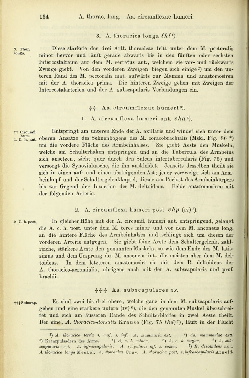 3. A. thoracica longa Ihl^). 3. Thor. Diese stärkste der drei Artt. thoracicae tritt unter dem M. pectoralis loiiga. minor hervor und läuft gerade abwärts bis in den fünften oder sechsten Intercostalraum auf dem M. serratus ant., welchem sie vor- und rückwärts Zweige giebt. Von den vorderen Zweigen biegen sich einige 2) um den un- teren Kand des M. pectoralis maj. aufwärts zur Mamma und anastomosiren mit der A. thoracica prima. Die hinteren Zweige gehen mit Zweigen der Intercostalarterien und der A. subscapularis Verbindungen ein. Aa. cireunciflexae humeri^), 1. A. circumflexa humeri ant. cha^). tt Circumfl. Entspringt am unteren Ende der A. axillaris und windet sich unter dem 1. a^h!^'aat. oberen Ansätze des Sehnenbogens des M. coracobrachialis (Mskl. Fig. 86 *) um die vordere Fläche des Armbeinhalses. Sie giebt Aeste den Muskeln, welche am Schulterhaken entspringen und an die Tubercula des Armbeins sich ansetzen, zieht quer durch den Sulcus intertubercularis (Fig. 75) und versorgt die Synovialtasche, die ihn auskleidet. Jenseits desselben theilt sie sich in einen auf- und einen absteigenden Ast; jener verzweigt sich am Arm- beinkopf und der Schultergelenkkapsel, dieser am Periost des Armbeinkörpers bis zur Gegend der Insertion des M. deltoideus. Beide anastomosiren mit der folgenden Arterie. 2. A. circumflexa humeri post. clip (iv) 2. e.h. post. In gleicher Höhe mit der A. circumfl. humeri ant. entspringend, gelangt die A. c. h. post. unter dem M. teres minor und vor dem M. anconeus long, an die hintere Fläche des Armbeinhalses und schlingt sich um diesen der vorderen Arterie entgegen. Sie giebt feine Aeste dem Schultergelenk, zahl- reiche, stärkere Aeste den genannten Muskeln, so wie dem Ende des M. latis- simus und dem Ursprung des M. anconeus int., die meisten aber dem M. del- toideus. In dem letzteren anastomosirt sie mit dem K. deltoideus der A. thoracico-acromialis, übrigens auch mit der A. subscapularis und prof. brachii. -f Aa. subscapulares ss. tttsubscap. Es sind zwei bis drei obere, welche ganz in dem M. subscapularis auf- gehen und eine stärkere untere (iv) die den genannten Muskel überschrei- tet und sich am äusseren Rande des Schulterblattes in zwei Aeste theilt. Der eine, A. thoracico-dorsalis Krause (Fig. 75 thd)'^)^ läuft in der Flucht 1) Ä. thoracica tertia s. maj. s. inf. A. mammaria ext. ^) Aa. mammariae extt. 2) Kranzpulsadern des Arms. A, c. k. minor. ^) A. c. h. major. 6) gub. scapularis aut. A. infrascapularis. A. scapularis inf. s. comm. '^) R. descendens aut. A. thoracica longa Meckel. A. thoracica Cruv. A. thoracica post. s. infrascapularis Arnold.