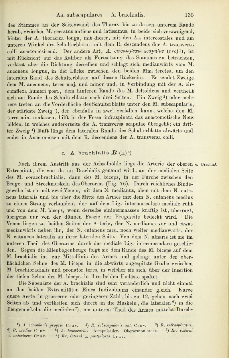 des Stammes an der Seitenwand des Thorax bis zu dessen unterem Rande herab, zwischen M. serratus anticus und latissimus, in beide sich verzweigend, hinter der A. thoracica longa, mit dieser, mit den Aa. intercostales und am unteren Winkel des Schulterblattes mit dem R. descendens der A. transversa colli anastomosirend. Der andere Ast, Ä. circumflexa scapulae (csc)i), ist mit Rücksicht auf das Kaliber als Fortsetzung des Stammes zu betrachten, verlässt aber die Richtung desselben und schlägt sich, medianwärts vom M. anconeus longus, in der Lücke zwischen den beiden Mm. teretes, um den lateralen Rand des Schulterblatts auf dessen Rückseite. Er sendet Zweige dem M. anconeus, teres maj. und minor und, in Verbindung mit der A. cir- cumflexa humeri post., dem hinteren Rande des M. deltoideus und vertheilt sich am Rande des Schulterblatts nach drei Seiten. Ein Zweig 2) oder meh- rere treten an die Yorderfläche des Schulterblatts unter den M. subscapularis; der stärkste Zweigt), der ebenfalls in zwei zerfallen kann, welche den M. teres min. umfassen, hilft in der Fossa infraspinata das anastomotische Netz bilden, in welches andererseits die A. transversa scapulae übergeht; ein drit- ter Zweig 4) läuft längs dem lateralen Rande des Schulterblatts abwärts und endet in Anastomosen mit dem R. descendens der A. transversa colli. c. A. brachialis S (n)^)- Nach ihrem Austritt aus der Achselhöhle liegt die Arterie der oberen c Extremität, die von da an Brachialis genannt wird, an der medialen Seite des M. coracobrachialis, dann des M. biceps, in der Furche zwischen den Beuge- und Streckmuskeln des Oberarms (Fig. 76). Durch reichliches Binde- gewebe ist sie mit zwei Venen, mit dem N. medianus, oben mit dem N. cuta- neus lateralis und bis über die Mitte des Armes mit dem N. cutaneus medius zu einem Strang verbunden, der auf dem Lig. intermusculare mediale ruht und von dem M. biceps, wenn derselbe einigermaassen kräftig ist, überragt, übrigens nur von der dünnen Fascie der Beugeseite bedeckt wird. Die Venen liegen zu beiden Seiten der Arterie, der N. medianus vor und etwas medianwärts neben ihr, der N. cutaneus med. noch weiter medianwärts, der N. cutaneus lateralis an ihrer lateralen Seite. Von dem N. ulnaris ist sie im unteren Theil . des Oberarms durch das mediale Lig. intermusculare geschie- den. Gegen die Ellenbogenbeuge folgt sie dem Rande des M. biceps auf dem M. brachialis int. zur Mittellinie des Armes und gelangt unter der ober- flächlichen Sehne des M. biceps in die abwärts zugespitzte Grube zwischen M. brachioradialis und pronator teres, in welcher sie sich, über der Insertion der tiefen Sehne des M. biceps, in ihre beiden Endäste spaltet. Die Nebenäste der A. brachialis sind sehr veränderlich und nicht einmal an den beiden Extremitäten Eines Individuums einander gleich. Kurze quere Aeste in grösserer oder geringerer Zahl, bis zu 12, gehen nach zwei Seiten ab und vertheilen sich direct in die Maskeln, die lateralen ^) in die Beugemuskeln, die medialen'^), am unteren Theil des Armes mittelst Durch- 1) A. scapularis propria Cruv. ^) R. subscapularis ani. Cruv. ^) R. infraspinatus. ^) R. medius Cruv. ^) A. humeraria. Armpulsader. Oberarmpulsader. ^) Rr, externi u. anteriores Cruv. ') Rr. interni u. posteriores Cruv.