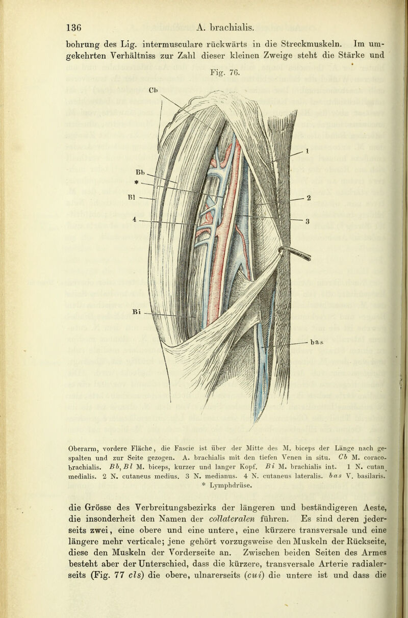 bohrung des Lig. intermusculare rückwärts in die Streckmuskeln. Im um- gekehrten Verhältniss zur Zahl dieser kleinen Zweige steht die Stärke und Fig. 76. Oberarm, vordere Fläche, die Fascie ist über der Mitte des M. biceps der Länge nach ge- spalten und zur Seite gezogen. A. brachialis mit den tiefen Venen in situ. Cb M.. coraco- brachialis. Bb^Bl M. biceps, kurzer und langer Kopf. Bi M. brachialis int. 1 N. cutan^ medialis. 2 N. cutaneus medius. 3 N. medianus. 4 N. cutaneus lateralis, bas V. basilaris. * Lymphdrüse. die Grösse des Verbreitungsbezirks der längeren und beständigeren Aeste, die insonderheit den Namen der collateralen führen. Es sind deren jeder- seits zwei, eine obere und eine untere, eine kürzere transversale und eine längere mehr verticale; jene gehört vorzugsweise den Muskeln der Rückseite, diese den Muskeln der Vorderseite an. Zwischen beiden Seiten des Armes besteht aber der Unterschied, dass die kürzere, transversale Arterie radialer- seits (Fig. 77 eis) die obere, ulnarerseits (cui) die untere ist und dass die