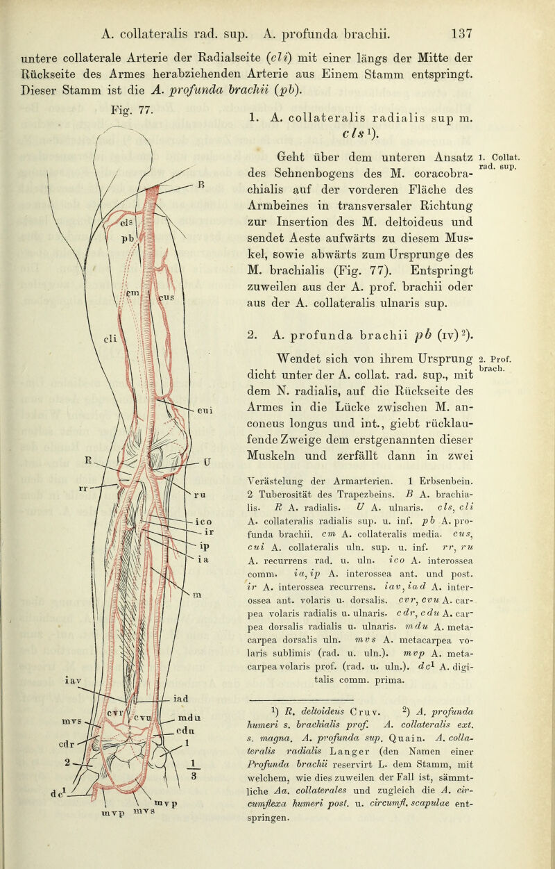 untere collaterale Arterie der Radialseite {cli) mit einer längs der Mitte der Rückseite des Armes herabziehenden Arterie aus Einem Stamm entspringt. Dieser Stamm ist die A. profunda hracJiii (ph). Fig. 77. - , 11 1 T j • T 1. A. collateralis radialis sup m. cls^). Geht über dem unteren Ansatz i. Coiiat. des Sehnenbogens des M. coracobra- ' ^ chialis auf der vorderen Fläche des Armbeines in transversaler Richtung zur Insertion des M. deltoideus und sendet Aeste aufwärts zu diesem Mus- kel, sowie abwärts zum Ursprünge des M. brachialis (Fig. 77). Entspringt zuweilen aus der A. prof. brachii oder aus der A. collateralis ulnaris sup. cli' V cvtt iad 2. A. profunda brachii pb (iv) 2). Wendet sich von ihrem Ursprung 2. Prof. dicht unter der A. collat. rad. sup., mit ^^^^ ^' dem N. radialis, auf die Rückseite des Armes in die Lücke zwischen M. an- coneus longus und int., giebt rücklau- fende Zweige dem erstgenannten dieser Muskeln und zerfällt dann in zwei Verästelung der Armarterien. 1 Erbsenbein. 2 Tuberosität des Trapezbeins. B A. brachia- lis. R A. radialis. U A. ulnaris. ch^ cli A. collateralis radialis sup. u. inf. pb A. pro- funda brachii, cm A. collateralis media, ctis^ cui A. collateralis uln. sup. u. inf. rr^ ru A. recurrens rad. u. uln. ico A. interossea comm. ia^ip A. interossea ant. und post. ir A. interossea recurrens, iav^iad A. inter- ossea ant. volaris u. dorsalis. c?7r, cwm A. car-. pea volaris radialis u. ulnaris. cdr^ cdu A. car pea dorsalis radialis u. ulnaris. mdu A. meta- carpea dorsalis uln. mvs A. metacarpea vo- laris sublimis (rad. u. uln.). mvp A, meta- carpea volaris prof. (rad. u. uln.). c?cl A. digi- talis comm. prima. luvp lii^s R. deltoideus Cruv. A. profunda humeri s. brachialis prof A. collateralis ext. s. magna, A. profunda sup, Quain. A. colla- teralis radialis Langer (den Namen einer Profunda brachii reservirt L. dem Stamm, mit welchem, wie dies zuweilen der Fall ist, sämmt- liche Aa, collaterales und zugleich die A. cir- cumflexa humeri post, u. circumfl. scapulae ent- springen.