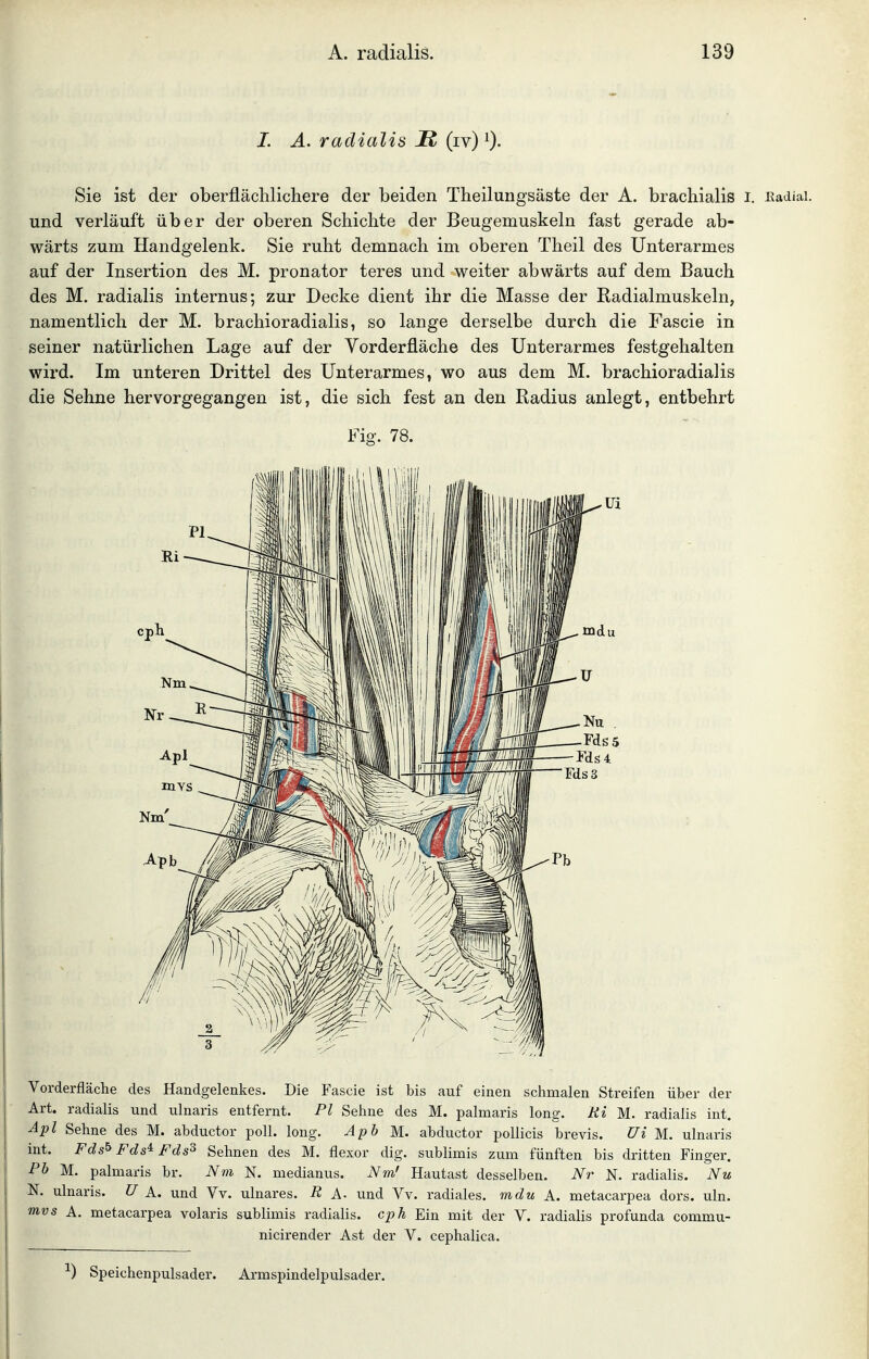 I. A. radialis It (iv) 0- Sie ist der oberflächlichere der beiden Theilungsäste der A. brachialis i. Eadiai. und verläuft über der oberen Schichte der Beugemuskeln fast gerade ab- wärts zum Handgelenk. Sie ruht demnach im oberen Theil des Unterarmes auf der Insertion des M. pronator teres und weiter abwärts auf dem Bauch des M. radialis internus; zur Decke dient ihr die Masse der Badialmuskeln, namentlich der M. brachioradialis, so lange derselbe durch die Fascie in seiner natürlichen Lage auf der Yorderfläche des Unterarmes festgehalten wird. Im unteren Drittel des Unterarmes, wo aus dem M. brachioradialis die Sehne hervorgegangen ist, die sich fest an den Radius anlegt, entbehrt Fig. 78. Vorderfläche des Handgelenkes. Die Fascie ist bis auf einen schmalen Streifen über der Art. radialis und ulnaris entfernt. PI Sehne des M. palmaris long. Ri M. radialis int. Äpl Sehne des M. abductor poll. long. Aph M. abductor pollicis brevis. Ui M. ulnaris j int. Fds^ Fds^ Fds^ Sehnen des M. flexor dig. sublimis zum fünften bis dritten Finger. M. palmaris br. Nm N. medianus. Nm' Hautast desselben. Nr N. radialis. Nu N. ulnaris. U A. und Vv. ulnares. R Ä- und Vv. radiales, mdu A. metacarpea dors. uln. mvs A. metacarpea volaris sublimis radialis, cph Ein mit der V. radialis profunda commu- nicirender Ast der V. cephalica. ^) Speichenpulsader. Armspindelpulsader.