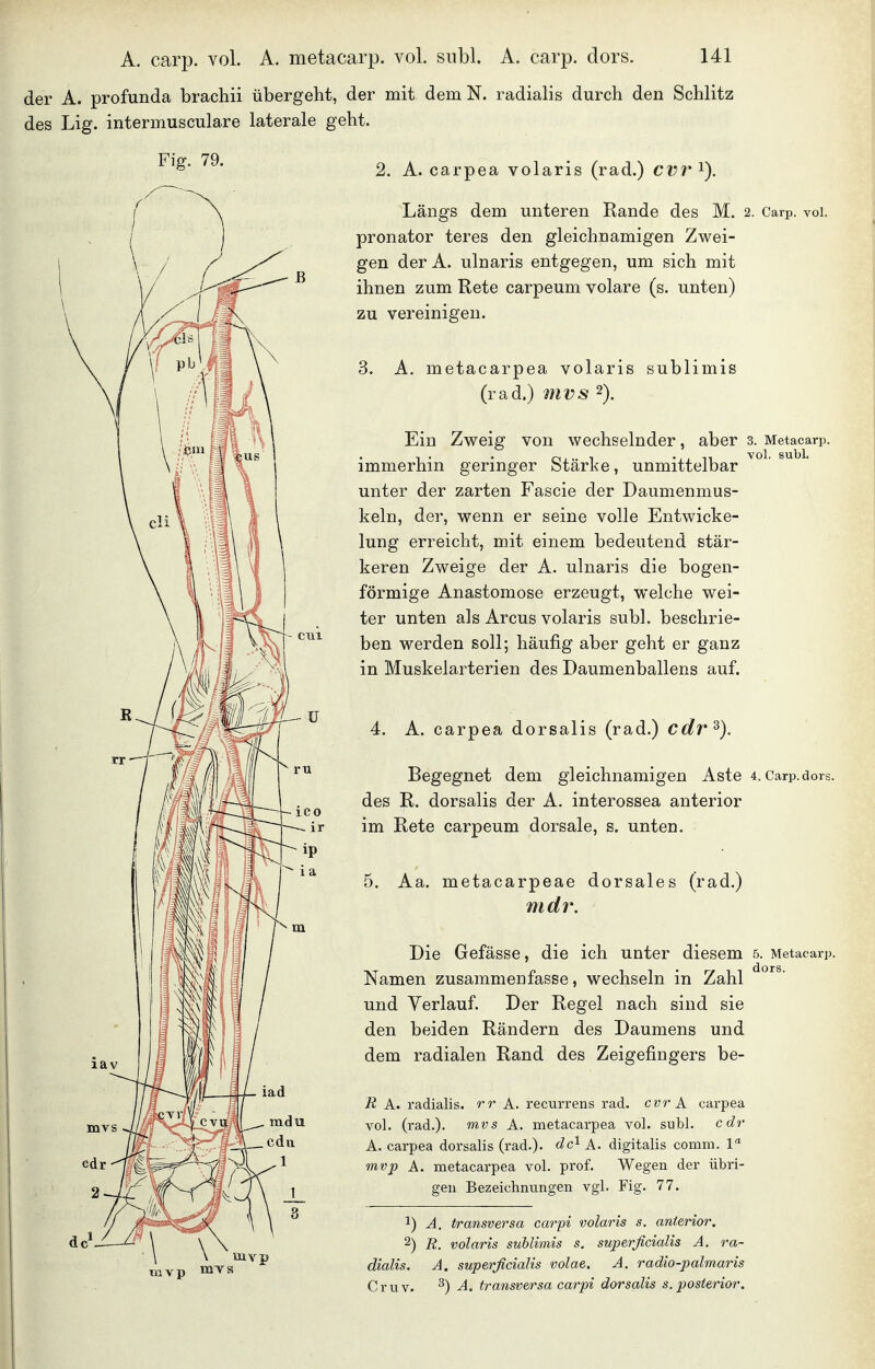 A. carp. vol. A. metacarp. vol. subl. A. carp. dors. der A. profunda brachii übergeht, der mit dem N. radialis durch den Schlitz des Lig. intermusculare laterale geht. Fig. 79. 2. A. carpea volaris (rad.) CV7' i). Längs dem unteren Rande des M. 2. Carp. vol. Pronator teres den gleichnamigen Zwei- gen der A. ulnaris entgegen, um sich mit ihnen zum Rete carpeum volare (s. unten) zu vereinigen. ) cvu iad cdi mvp 3. A. metacarpea volaris sublimis (rad.) mvs 2). Ein Zweig von wechselnder, aber 3. Metacarp. immerhin geringer Stärke, unmittelbar unter der zarten Fascie der Daumenmus- keln, der, wenn er seine volle Entwicke- lung erreicht, mit einem bedeutend stär- keren Zweige der A. ulnaris die bogen- förmige Anastomose erzeugt, welche wei- ter unten als Arcus volaris subl. beschrie- ben werden soll; häufig aber geht er ganz in Muskelarterien des Daumenballens auf. 4. A. carpea dorsalis (rad.) cdr^). Begegnet dem gleichnamigen Aste 4. Carp.dors. des R. dorsalis der A. interossea anterior im Rete carpeum dorsale, s. unten. 5. Aa. metacarpeae dorsales (rad.) md7\ Die Gefässe, die ich unter diesem 5. Metacarp. Namen zusammenfasse, wechseln in Zahl und Verlauf. Der Regel nach sind sie den beiden Rändern des Daumens und dem radialen Rand des Zeigefingers be- Ä A. radialis, A. recurrens rad. cvr A carpea vol. (rad.). mvs A. metacarpea vol. subl. cdr A. carpea dorsalis (rad.). dc^ A. digitalis comm. 1 mvp A. metacarpea vol. prof. Wegen der übri- gen Bezeichnungen vgl. Fig. 77. 1) A. transversa carpi volaris s. anterior, 2) R. volaris sublimis s. superficialis A. ra- dialis. A. superficialis volae. A. radio-palmaris Cr UV. ^) A. transversa carpi dorsalis s. posterior.