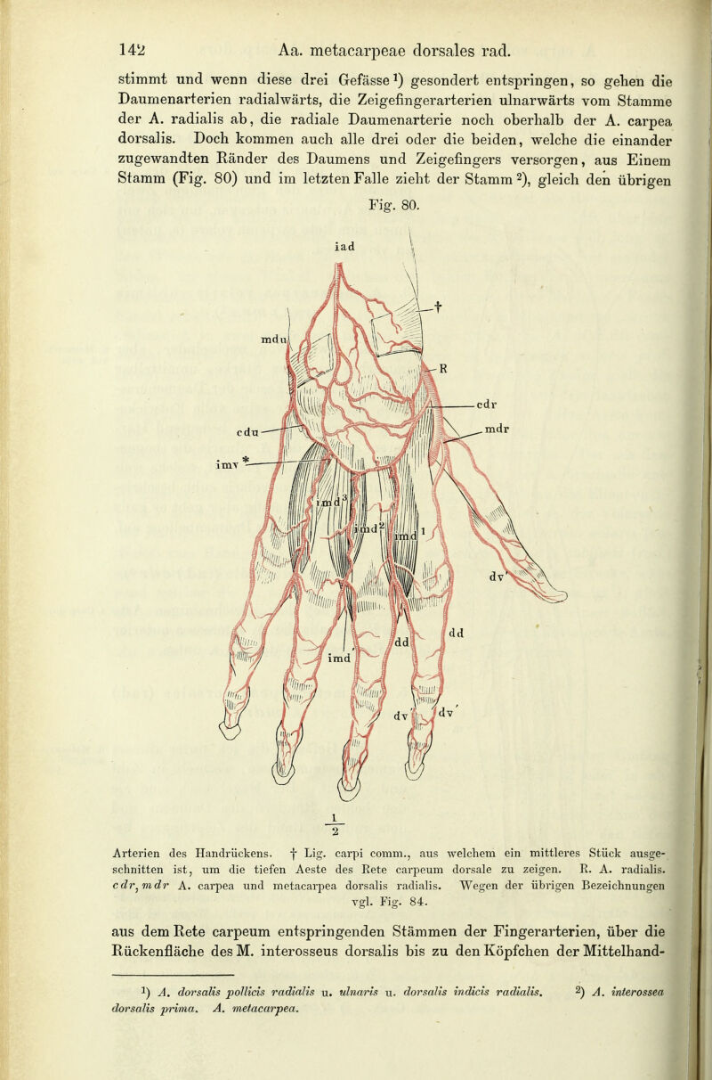stimmt und wenn diese drei Gefässe ^) gesondert entspringen, so gehen die Daumenarterien radialwärts, die Zeigefingerarterien ulnarwärts vom Stamme der A. radialis ab, die radiale Daumenarterie noch oberhalb der A. carpea dorsalis. Doch kommen auch alle drei oder die beiden, welche die einander zugewandten Eänder des Daumens und Zeigefingers versorgen, aus Einem Stamm (Fig. 80) und im letzten Falle zieht der Stamm 2), gleich den übrigen Fig. 80. Arterien des Handrückens, f Lig. carpi comm., aus welchem ein mittleres Stück ausge- schnitten ist, um die tiefen Aeste des Rete carpeum dorsale zu zeigen. R. A. radialis. cdr^mdr A. carpea und metacarpea dorsalis radialis. Wegen der übrigen Bezeichnungen vgl. Fig. 84. aus dem Rete carpeum entspringenden Stämmen der Fingerarterien, über die Rückenfläche desM. interosseus dorsalis bis zu den Köpfchen der Mittelhand- 1) A. dorsalis pollicis radialis u. ulnaris u. dorsalis indicis radialis, ^) A. interossea dorsalis prima. A. metacarpea.