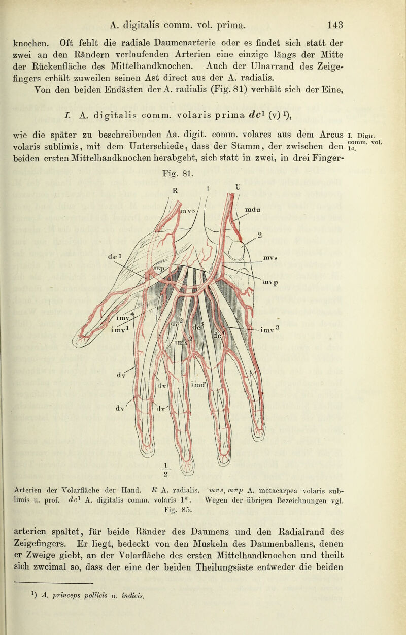 knochen. Oft fehlt die radiale Daumenarterie oder es findet sich statt der zwei an den Rändern verlaufenden Arterien eine einzige längs der Mitte der Rückenfläche des Mittelhandknochen. Auch der Ulnarrand des Zeige- fingers erhält zuweilen seinen Ast direct aus der A. radialis. Von den beiden Endästen der A. radialis (Fig. 81) verhält sich der Eine, I. A. digitalis comm. volaris prima dc^ (v) wie die später zu beschreibenden Aa. digit. comm. volares aus dem Arcus i. Digu. volaris sublimis, mit dem Unterschiede, dass der Stamm, der zwischen den Sa!^ ^* beiden ersten Mittelhandknochen herabgeht, sich statt in zwei, in drei Finger- Fig. 81. Arterien der Volarfläche der Hand. R A. radialis, mvs^mvp A. metacarpea volaris sub- limis u. prof. dc'^ A. digitalis comm. volaris 1. Wegen der übrigen Bezeichnungen vgl. Fig. 85. arterien spaltet, für beide Ränder des Daumens und den Radialrand des Zeigefingers. Er liegt, bedeckt von den Muskeln des Daumenballens, denen er Zweige giebt, an der Volarfläche des ersten Mittelhandknochen und theilt sich zweimal so, dass der eine der beiden Theilungsäste entweder die beiden ^) A. princeps poIUcis u. indicis.