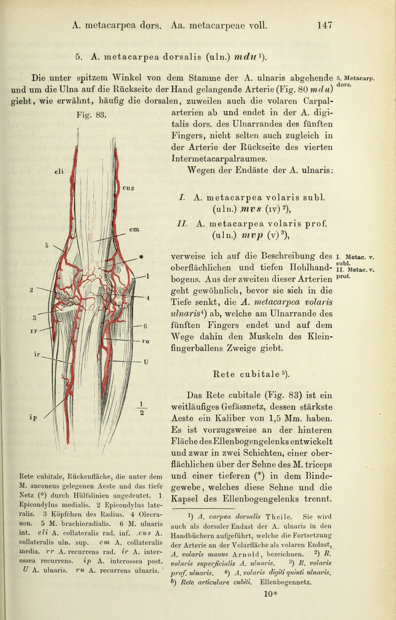 5. A. metacarpea dorsalis (uln.) mdu^). Die unter spitzem Winkel von dem Stamme der A. ulnaris abgehende 5. Metacarp. und um die Ulna auf die Kückseite der Hand gelangende Arterie (Fig. 80 mdu) giebt, wie erwähnt, häufig die dorsalen, zuweilen auch die volaren Carpal- Fig. 83. Rete cubitale, Rückenfläche, die unter dem M. anconeus gelegenen Aeste und das tiefe Netz (*) durch Hülfslinien angedeutet. 1 Epicondylus medialis. 2 Epicondylus late- ralis. 3 Köpfchen des Radius. 4 Olecra- non. 5 M. brachioradialis. 6 M. ulnaris int. cli A. coUateralis rad. inf. cus X. collateralis uln. sup. cm A. collateralis media, rr A. recurrens rad. ir A. inter- ossea recurrens. ip A. interossea post. U A. ulnaris. ru A. recurrens ulnaris. arterien ab und endet in der A. digi- talis dors. des Ulnarrandes des fünften Fingers, nicht selten auch zugleich in der Arterie der Rückseite des vierten Intermetacarpalraumes. Wegen der Endäste der A. ulnaris: I. A. metacarpea volaris subl. (uln.) mvs (iv) 2), //. A. metacarpea volaris prof. (uln.) mvp (v)^), verweise ich auf die Beschreibung des i. Metac. v. oberflächlichen und tiefen Hohlhand- ii^ Metac. v. bogens. Aus der zweiten dieser Arterien ^^^^^ geht gewöhnlich, bevor sie sich in die Tiefe senkt, die A. metacarpea volaris ulnaris'^) ab, welche am Ulnarrande des fünften Fingers endet und auf dem Wege dahin den Muskeln des Klein- fingerballens Zweige giebt. Rete cubitale^). Das Rete cubitale (Fig. 83) ist ein weitläufiges Gefässnetz, dessen stärkste Aeste ein Kaliber von 1,5 Mm. haben. Es ist vorzugsweise an der hinteren Fläche des Ellenbogengelenks entwickelt und zwar in zwei Schichten, einer ober- flächlichen über der Sehne des M. triceps und einer tieferen (*) in dem Binde- gewebe, welches diese Sehne und die Kapsel des Ellenbogengelenks trennt. 1) A. carpea dorsalis Theile. Sie wird auch als dorsaler Endast der A. ulnaris in den Handbüchern aufgeführt, welche die Fortsetzung der Arterie an der Volarfläche als volaren Endast, A. volaris manus Arnold, bezeichnen. ^) R. volaris superßcialis A. ulnaris, ^) E. volaris prof. ulnaris. ■*) A. volaris digiti quinü ulnaris. ^) Rete articulare cuhiti. Ellenbogennetz. 10*