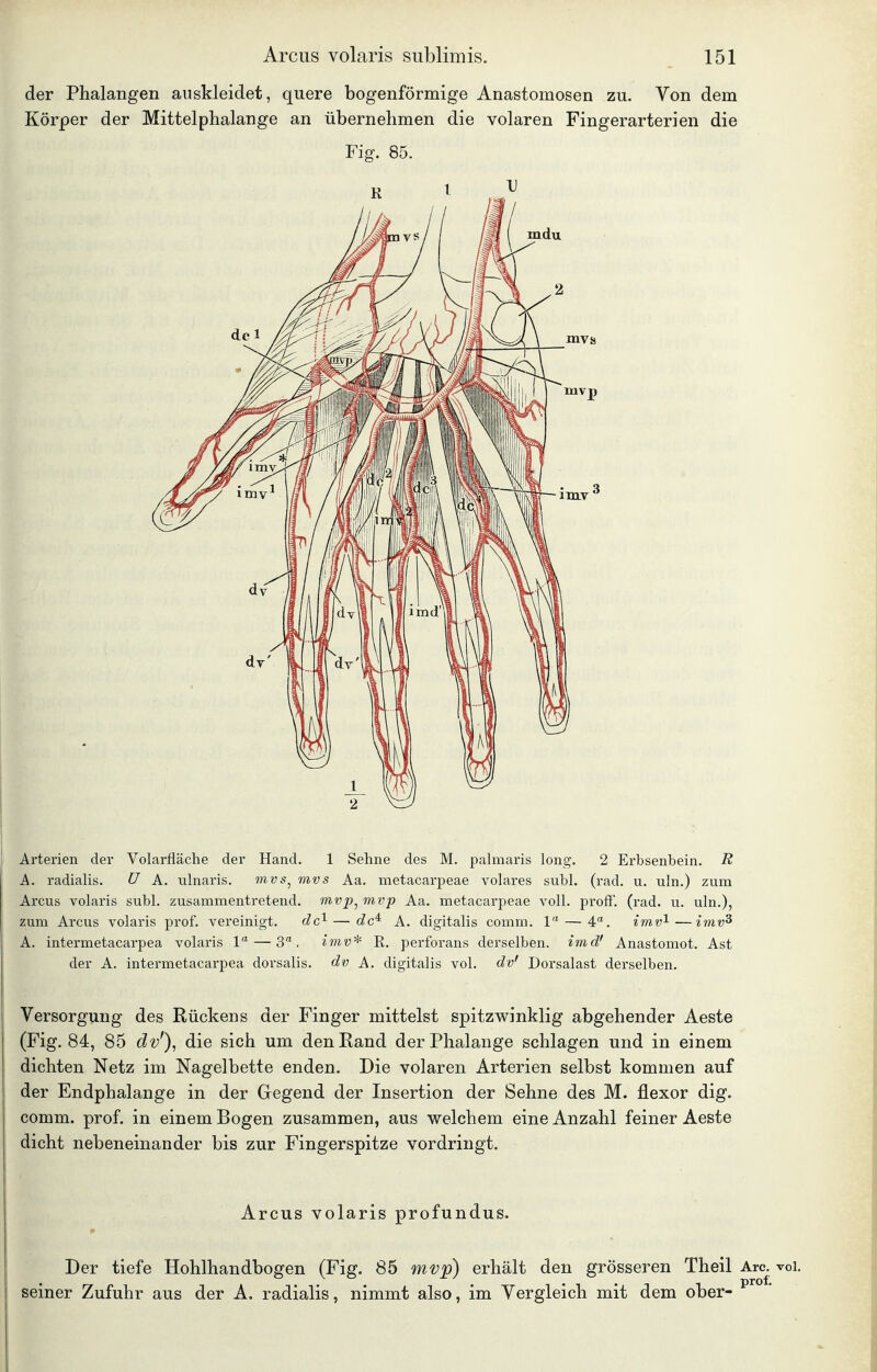 der Phalangen auskleidet, quere bogenförmige Anastomosen zu. Von dem Körper der Mittelphalange an übernehmen die volaren Fingerarterien die Fig. 85. Arterien der Volarfläche der Hand. 1 Sehne des M. palmaris long. 2 Erbsenbein. R A. radialis. U A. ulnaris. mvs^ mvs Aa. metacarpeae volares subl. (rad. u. uln.) zum Arcus volaris subl. zusammentretend, mvp^ mvp Aa. metacarpeae voll. profF. (rad. u. uln.), zum Arciis volaris prof. vereinigt. dc^ — Je* A. digitalis comm. 1 — 4**, imv^—imv^ A. intermetacarpea volaris 1 — 3, R. perforans derselben, imd' Anastomot. Ast der A. intermetacarpea dorsalis. dv A. digitalis vol. dv' Dorsalast derselben. Versorgung des Rückens der Finger mittelst spitzwinklig abgehender Aeste (Fig. 84, 85 dv'), die sich um den Rand derPhalange schlagen und in einem dichten Netz im Nagelbette enden. Die volaren Arterien selbst kommen auf der Endphalange in der Gegend der Insertion der Sehne des M. flexor dig. comm. prof. in einem Bogen zusammen, aus welchem eine Anzahl feiner Aeste dicht nebeneinander bis zur Fingerspitze vordringt. Arcus volaris profundus. Der tiefe Hohlhandbogen (Fig. 85 mvp) erhält den grösseren Theil Are. vol. seiner Zufuhr aus der A. radialis, nimmt also, im Vergleich mit dem ober-