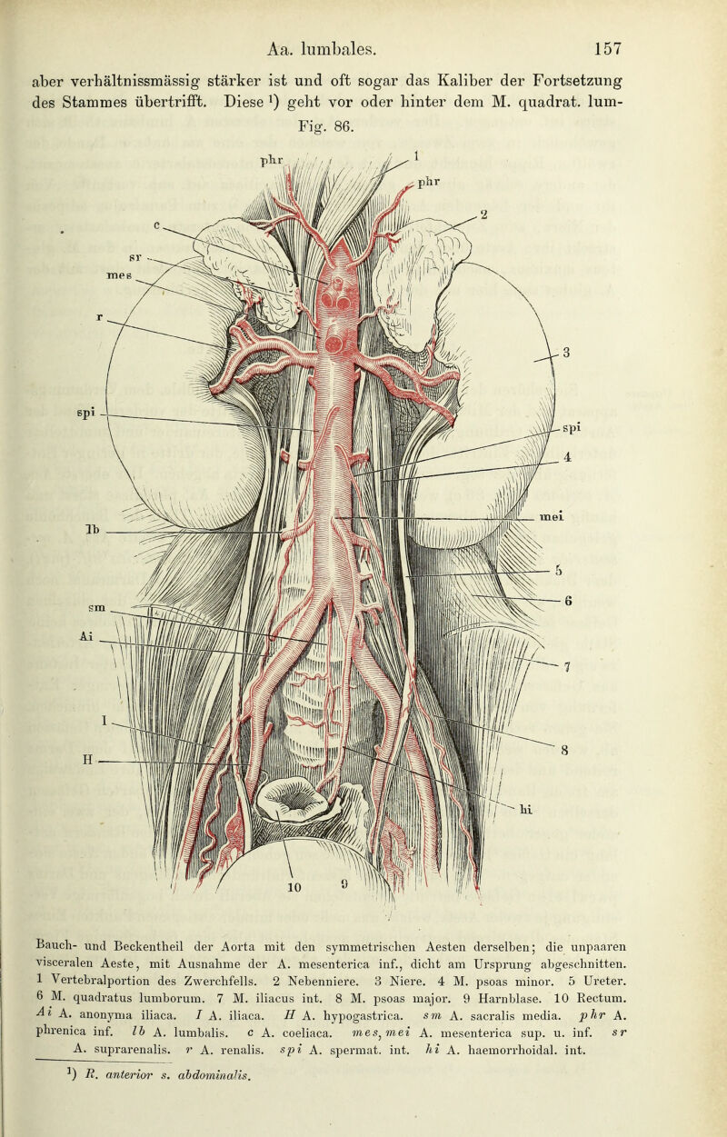 aber verhältnissmässig stärker ist und oft sogar das Kaliber der Fortsetzung des Stammes übertrifift. Diese ^ geht vor oder hinter dem M. quadrat. lum- Fig. 86. Bauch- und Beckentheil der Aorta mit den symmetrischen Aesten derselben; die unpaaren visceralen Aeste, mit Ausnahme der A. mesenterica inf., dicht am Ursprung abgeschnitten. 1 Vertebralportion des Zwerchfells. 2 Nebenniere. 3 Niere. 4 M. psoas minor. 5 Ureter. 6 M. quadratus lumborum. 7 M. iliacus int. 8 M. psoas ma-jor. 9 Harnblase. 10 Rectum. A. anonyma iliaca. / A. iliaca. H A. hypogastrica. sm K. sacralis media, plir A. phrenica inf. Ih A. lumbalis. c A. coeliaca. mes^mei A. mesenterica sup. u. inf. sr A. suprarenalis. r A. renalis, spi A. spermat. int. hi A. haemorrhoidal. int. R. anterior s. ahdominalis.