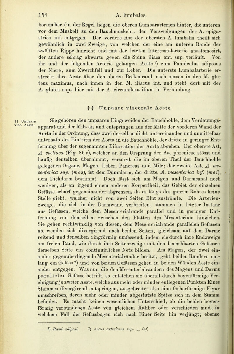 borum her (in der Regel liegen die oberen Lumbararterien hinter, die unteren vor dem Muskel) zu den Bauchmuskeln, den Verzweigungen der A. epiga- strica inf. entgegen. Der vordere Ast der obersten A. lumbalis theilt sich gewöhnlich in zwei Zweige, von welchen der eine am unteren Rande der zwölften Rippe hinzieht und mit der letzten Intercostalarterie anastomosirt, der andere schräg abwärts gegen die Spina iliaca ant. sup. verläuft. Von ihr und der folgenden Arterie gelangen Aeste ^) zum Panniculus adiposus der Niere, zum Zwerchfell und zur Leber. Die unterste Lumbaiarterie er- streckt ihre Aeste über den oberen Beckenrand nach aussen in den M. glu- teus maximus, nach innen in den M. iliacus int. und steht dort mit der A. glutea sup., hier mit der A. circumflexa ilium in Verbindung. Unpaare viscerale Aeste. tt Unpaare Sie gehören den unpaaren Eingeweiden der Bauchhöhle, dem Verdauungs- visc. Aeste. g^^^^j.^^^ ^j^j ^qj. ^[iz an Und entspringen aus der Mitte der vorderen Wand der Aorta in der Ordnung, dass zwei derselben dicht untereinander und unmittelbar unterhalb des Eintritts der Aorta in die Bauchhöhle, der dritte in geringer Ent- fernung über der sogenannten Bifurcation der Aorta abgehen. Der oberste Ast, A. coeliaca (Fig. 86 c), welcher an den Ursprung der Aa. phrenicae stösst und häufig denselben übernimmt, versorgt die im oberen Theil der Bauchhöhle gelegenen Organe, Magen, Leber, Pancreas und Milz; der zweite Ast, A. me- senterica sup. (mes), ist dem Dünndarm, der dritte, A. mesenterica inf. (mei), * dem Dickdarm bestimmt. Doch lässt sich am Magen und Darmcanal noch weniger, als an irgend einem anderen Körpertheil, das Gebiet der einzelnen Gefässe scharf gegeneinander abgrenzen, da es längs des ganzen Rohres keine Stelle giebt, welcher nicht von zwei Seiten Blut zuströmte. Die Arterien- zweige, die sich in der Darmwand verbreiten, stammen in letzter Instanz aus Gefässen, welche dem Mesenterialrande parallel und in geringer Ent- fernung von demselben zwischen den Platten des Mesenterium hinziehen. Sie gehen rechtwinklig von diesen, dem Mesenterialrande parallelen Gefässen ab, wenden sich divergirend nach beiden Seiten, gleichsam auf dem Darme reitend und denselben ringförmig umfassend, indem sie durch ihre Endzweige am freien Rand, wie durch ihre Seitenzweige mit den benachbarten Gefässen derselben Seite ein continuirliches Netz bilden. Am Magen, der zwei ein- ander gegenüberliegende Mesenterialränder besitzt, geht beiden Rändern ent- lang ein Gefäss 2) und von beiden Gefässen gehen in beiden Wänden Aeste ein- ander entgegen. Was nun die den Mesenterialrändern des Magens und Darms parallelen Gefässe betrifft, so entstehen sie überall durch bogenförmige Ver- einigung je zweier Aeste, welche aus mehr oder minder entlegenen Punkten Eines Stammes divergirend entspringen, ausgebreitet also eine fächerförmige Figur umschreiben, deren mehr oder minder abgestutzte Spitze sich in dem Stamm befindet. Es macht keinen wesentlichen Unterschied, ob die beiden bogen- förmig verbundenen Aeste von gleichem Kaliber oder verschieden sind, in welchem Fall der Gefässbogen sich nach Einer Seite hin verjüngt; ebenso '■) Kami adiposi. 2) Arcus arteriosus sup. u. inf.