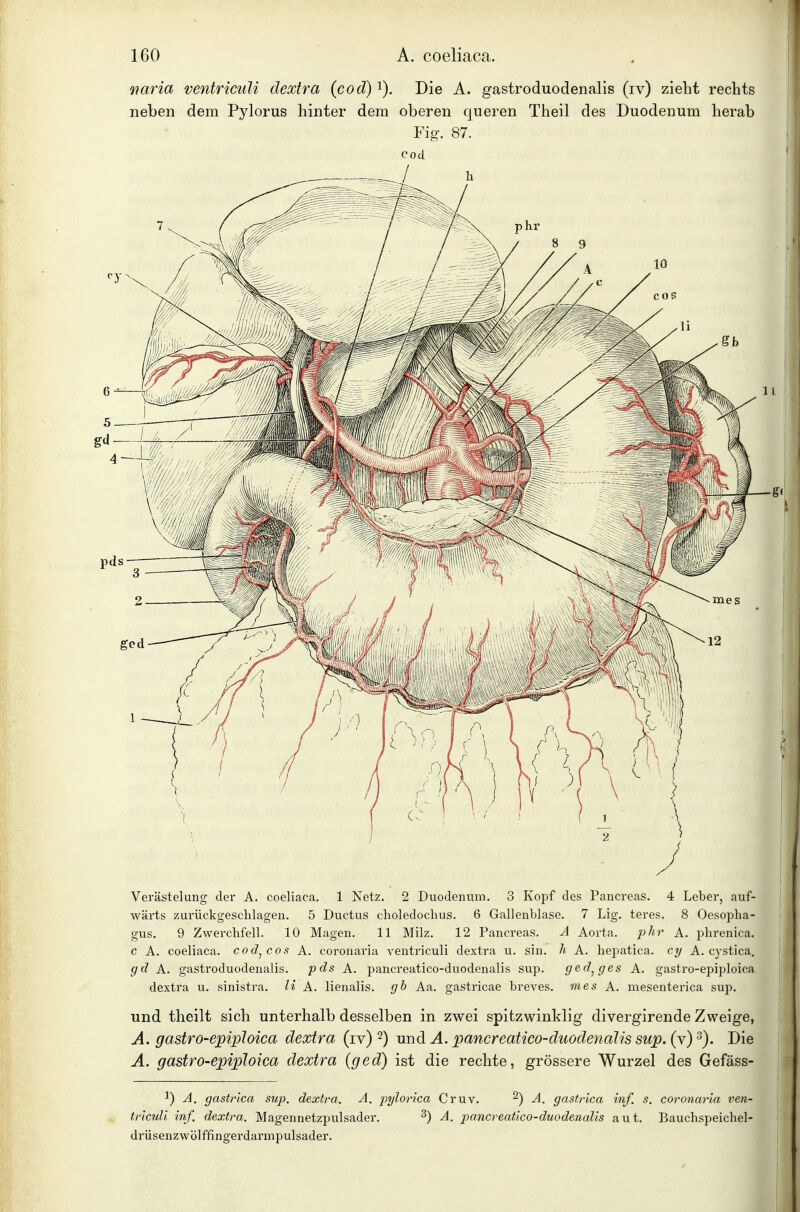 viaria ventriculi dextra (cod)'^). Die A. gastroduodenalis (iv) zieht rechts neben dem Pylorus hinter dem oberen queren Theil des Duodenum herab Fig. 87. cod. Verästelung der A. coeliaca. 1 Netz. 2 Duodenum. 3 Kopf des Pancreas. 4 Leber, auf- wärts zurückgeschlagen. 5 Ductus choledochus. 6 Gallenblase. 7 Lig. teres. 8 Oesopha- gus. 9 Zwerchfell. 10 Magen. 11 Milz. 12 Pancreas. A Aorta. phr A. phrenica. c A. coeliaca. cod^cos A. coronaria ventriculi dextra u. sin. h A. hepatica. A. cystica. gd A. gastroduodenalis. pds A. pancreatico-duodenalis sup. ged^ges A. gastro-epiploica dextra u. sinistra. Ii A. lienalis. gb Aa. gastricae breves. mes A. mesenterica sup. und theilt sich unterhalb desselben in zwei spitzwinklig divergirende Zweige, A. gastro-epiploica dextra (iv) 2) und A. pancreatico-duodenalis sup. (v) Die A. gastro-epiploica dextra (ged) ist die rechte, grössere Wurzel des Gefäss- 1) A. gastrica sup. dextra. A. pylorica Cruv. A. gastrica inf. s. coronaria ven- triculi inf. dextra. Magennetzpiilsader. ^) A. pancreatico-duodenalis aut. Bauchspeichel- drüsenzwölffingerdarmpulsader.