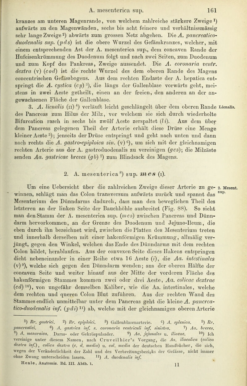 kranzes am unteren Magenrande, von welchem zahlreiche stärkere Zweige i) aufwärts zu den Magenwänden, sechs bis acht feinere und verhältnissmässig sehr lange Zweige ^) abwärts zum grossen Netz abgehen. Die A. pancreatico- duodenalis sup. (pds) ist die obere Wurzel des Gefässkranzes, welcher, mit einem entsprechenden Ast der A. mesenterica sup., dem concaven Rande der Hufeisenkrümmung des Duodenum folgt und nach zwei Seiten, zum Duodenum und zum Kopf des Pankreas, Zweige aussendet. Die Ä. coronaria ventr. dextra (y) {cod) ist die rechte Wurzel des dem oberen Rande des Magens concentrischen Gefässbogens. Aus dem rechten Endaste der A. hepatica ent- springt die Ä. cystica (cy) die längs der Gallenblase vorwärts geht, mei- stens in zwei Aeste getheilt, einen an der freien, den anderen an der an- gewachsenen Fläche der Gallenblase. 3. Ä. lienälis (ii) ^) verläuft leicht geschlängelt über dem oberen Rande Lienaiis. des Pancreas zum Hilus der Milz, vor welchem sie sich durch wiederholte Bifurcation rasch in sechs bis zwölf Aeste zerspaltet (Ii). Aus dem über dem Pancreas gelegenen Theil der Arterie erhält diese Drüse eine Menge kleiner Aeste ^); jenseits der Drüse entspringt und geht nach unten und dann nach rechts die Ä. gastro-epiploica sin. (v)^), um sich mit der gleichnamigen rechten Arterie aus der A. gastroduodenalis zu vereinigen (ges); die Milzäste senden Aa. gastricae hreves (gl)) ^) zum Blindsack des Magens. 2. A. mesenterica ^) sup. (i). Um eine Uebersicht über die zahlreichen Zv/eige dieser Arterie zu ge- 2. Mesent. Winnen, schlägt man das Colon transversum aufwärts zurück und spannt das Mesenterium des Dünndarms dadurch, dass man den beweglichen Theil des letzteren an der linken Seite der Bauchhöhle ausbreitet (Fig. 88). So sieht man den Stamm der A. mesenterica sup. (mes) zwischen Pancreas und Dünn- darm hervorkommen, an der Grenze des Duodenum und Jejuno-Ileum, die eben durch ihn bezeichnet wird, zwischen die Platten des Mesenterium treten und innerhalb derselben mit einer hakenförmigen Krümmung, allmälig ver- jüngt, gegen den Winkel, welchen das Ende des Dünndarms mit dem rechten Colon bildet, herablaufen. Aus der convexen Seite dieses Hakens entspringen dicht nebeneinander in einer Reihe etwa 16 Aeste (?), die Aa. intestinales (v) ^), welche sich gegen den Dünndarm wenden; aus der oberen Hälfte der concaven Seite und weiter hinauf aus der Mitte der vorderen Fläche des hakenförmigen Stammes kommen zwei oder drei Aeste, Aa. colicae dextrae (cd)'^^), von ungefähr demselben Kaliber, wie die Aa. intestinales, welche dem rechten und queren Colon Blut zuführen. Aus der rechten Wand des Stammes endlich unmittelbar unter dem Pancreas geht die kleine A. pancrea- tico-duodenaJis inf. (pdi)'^^) ab, welche mit der gleichnamigen oberen Arterie 1) Rr. gastrici 2) ß,, epiploici. ^) Gallenblasenarterie. A. splenica. ^) Rr. paiicreaticl. 6) A. gastrica Inf. s. coronaria ventricuU inf. sinistva. 7) hreves. ^) A. mesaraica. Darm- oder Gekröspulsader. ^) Aa. Jejunales u. iliacae. 1°) Ich vereinige unter diesem Namen, nach Cruveilhier's Vorgang, die Aa. iliocolica (colica dextra inf.)^ colica dextra (c. d. media) u. col. media der deutschen Handbücher, die sich, wegen der Veränderlichkeit der Zahl und des Verbreitungsbezirks der Gefässe, nicht immer ohne Zwang unterscheiden lassen. A. duodenaUs inf. Henle, Anatomie. Bd. III. Abtli. 1. ii