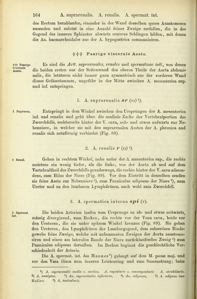 des Rectum herablaufen, einander in der Wand desselben quere Anastomosen zusenden und zuletzt in eine Anzahl feiner Zweige zerfallen, die in der Gegend des inneren Sphincter abwärts convexe Schlingen bilden, mit denen die Aa. haemorrhoidales aus der A. hypogastrica communiciren. ^^.j. Paarige viscerale Aaste. ttt Paarige Es siud die Artt. suprarenales, renales und spermaticae intf., von denen Aeste.^^^ die beiden ersten aus der Seitenwand des oberen Theils der Aorta abdomi- nalis, die letzteren nicht immer ganz symmetrisch aus der vorderen Wand dieses Gefässstammes, ungefähr in der Mitte zwischen A. mesenterica sup. und inf. entspringen. 1. A. suprarenalis SV (vi) 0- 1. Supraren. Entspringt in dem Winkel zwischen den Ursprüngen der A. mesenterica inf. und renalis und geht über die mediale Zacke der Yertebralportion des Zwerchfells, rechterseits hinter der V. cava, seit- und etwas aufwärts zur Ne- benniere, in welcher sie mit den suprarenalen Aesten der A. phrenica und renalis sich netzförmig verbindet (Fig. 89). 2. A. renalis r (ii) 2). 2 Renal. Gehen in rechtem Winke], nahe unter der A. mesenterica sup., die rechte meistens ein wenig tiefer, als die linke, von der Aorta ab und auf dem Vertebraltheil des Zwerchfells geradeswegs, die rechte hinter der V. cava adscen- dens, zum Hilus der Niere (Fig. 89). Vor dem Eintritt in denselben senden sie feine Aeste zur Nebenniere^), zum Panniculus adiposus der Niere*), zum Ureter und zu den lumbaren Lymphdrüsen, auch wohl zum Zwerchfell. 3. A. spermatica interna S2yi (v). 3. Spermat. int. Die beiden Arterien laufen vom Ursprünge an ab- und etwas seitwärts, mässig divergirend, zum Becken, die rechte vor der Vena cava, beide vor den Ureteren, die sie unter spitzem Winkel kreuzen (Fig. 89). Sie geben den Ureteren, den Lymphdrüsen der Lumbargegend, dem subserösen Binde- gewebe feine Zweige, welche mit unbenannten Zweigen der Aorta anastomo- siren und einen, am lateralen Rande der Niere zurücklaufenden Zweig ^) zum Panniculus adiposus derselben. Im Becken beginnt die geschlechtliche Ver- schiedenheit der Arterie. Die A. spermat. int. des Mannes^) gelangt auf dem M. psoas maj. und vor den Vasa iliaca zum inneren Leistenring und zum Saraenstrang; beim 1) A. suprarenalis media s. aortica, A. capsularis s. renocapsularis A. atrahiliaria. 2) A. emulgens. ^) Aa. suprarenales inferiores. *) Aa. adiposae. ^) A, adiposa ima Hai 1er. ^) A. testicularis.
