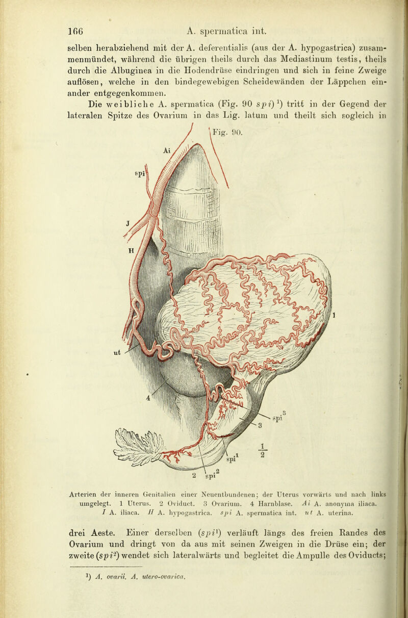 selben herabziehend mit der A. deferentialis (aus der A. hypogastrica) zusam- menmündet, während die übrigen theils durch das Mediastinum testis, theils durch die Albuginea in die Hodendrüse eindringen und sich in feine Zweige auflösen, welche in den bindegewebigen Scheidewänden der Läppchen ein- ander entgegenkommen. Die weibliche A. spermatica (Fig. 90 sp'i)^) tritt in der Gegend der lateralen Spitze des Ovarium in das Lig. latum und theilt sich sogleich in Fig. 90. Arterien der inneren Genitalien einer Neuentbundenen; der Uterus vorwärts und nach links umgelegt. 1 Uterus. 2 Oviduct. 3 Ovarium. 4 Harnblase. Ai A. anonyina iliaca. / A. iliaca. // A. hypogastrica. sj)i A. spermatica int. ut A. uterina. drei Aeste. Einer derselben (spi^) verläuft längs des freien Randes des Ovarium und dringt von da aus mit seinen Zweigen in die Drüse ein; der zweite (sp«2) wendet sich lateralwärts und begleitet die Ampulle des Oviducts; 1) A. ovarii. A. utero-ovarica.