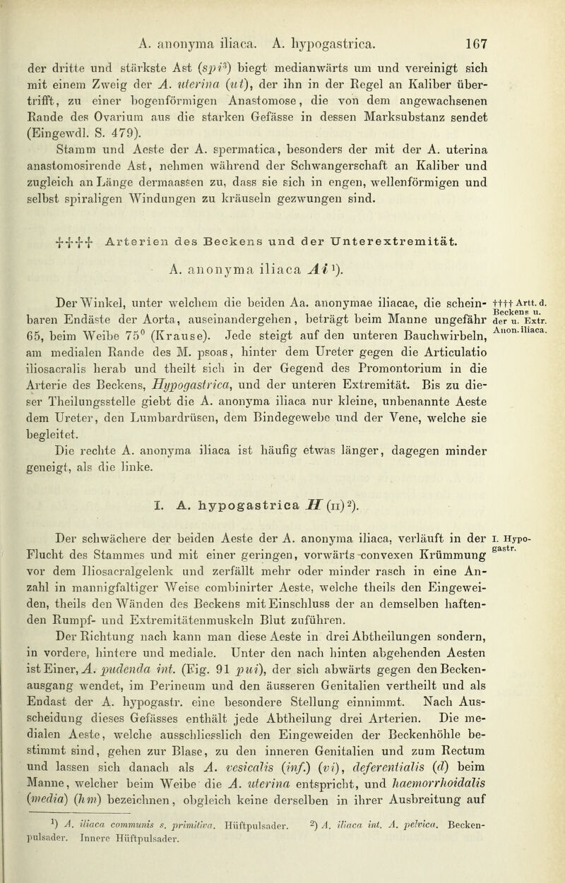 der dritte und stärkste Ast {spi^) biegt medianwärts um und vereinigt sich mit einem Zweig der A. uterina (ut), der ihn in der Regel an Kaliber über- trifft, zu einer bogenförmigen Anastomose, die von dem angewachsenen Eande des Ovariura aus die starken Gefässe in dessen Marksubstanz sendet (Eingewdl. S. 479). Stamm und Aeste der A. spermatica, besonders der mit der A. uterina anastomosirende Ast, nehmen während der Schwangerschaft an Kaliber und zugleich an Länge dermaaseen zu, dass sie sich in engen, wellenförmigen und selbst spiraligen Windungen zu kräuseln gezwungen sind. Arterien des Beckens und der Unterextremität. ■ A. anoiiyma iliaca 1). Der Winkel, unter welchem die beiden Aa. anonymae iliacae, die schein- tttt Artt. d. baren Endäste der Aorta, auseinandergehen, beträgt beim Manne ungefähr der u. Extr. 65, beim Weibe 75° (Krause). Jede steigt auf den unteren Bauchwirbeln, am medialen Rande des M. psoas, hinter dem Ureter gegen die Articulatio iliosacralis herab und theilt sich in der Gegend des Promontorium in die Arterie des Beckens, Hypogastrica, und der unteren Extremität. Bis zu die- ser Theilungsstelle giebt die A. anonyma iliaca nur kleine, unbenannte Aeste dem Ureter, den Lumbardrüsen, dem Bindegewebe und der Vene, welche sie begleitet. Die rechte A. anonyma iliaca ist häufig etwas länger, dagegen minder geneigt, als die linke. I. A. hypogastrica H (ii)'^). Der schwächere der beiden Aeste der A. anonyma iliaca, verläuft in der i. Hypo- Flucht des Stammes und mit einer geringen, vorwärts convexen Krümmung vor dem Iliosacralgelenk und zerfällt mehr oder minder rasch in eine An- zahl in mannigfaltiger Weise combinirter Aeste, welclie theils den Eingewei- den, theils den Wänden des Beckens mit Einschluss der an demselben haften- den Rumpf- und Extremitätenmuskeln Blut zuführen. Der Richtung nach kann man diese Aeste in drei Abtheilungen sondern, in vordere, hintere und mediale. Unter den nach hinten abgehenden Aesten iQi'EAia.ev^A. puäenda int. (Fig. 91 pui), der sich abwärts gegen den Becken- ausgang wendet, im Perineum und den äusseren Genitalien vertheilt und. als Endast der A. hypogastr. eine besondere Stellung einnimmt. Nach Aus- scheidung dieses Gefässes enthält jede Abtheilung drei Arterien. Die me- dialen Aeste, welche ausschliesslich den Eingeweiden der Beckenhöhle be- stimmt sind, gehen zur Blase, zu den inneren Genitalien und zum Rectum und lassen sich danach als A. vesicalJs (inf.) (vi), defereniiälis (d) beim Manne, welcher beim Weibe die A. uterina entspricht, und liaemorrlioidalis (media) (hm) bezeichnen, obgleich keine derselben in ihrer Ausbreitung auf 1) A. iliaca communis s. prlmiliva. Hüftpulsader. ^) A. iliaca int. A. pelvica. Becken- pulsader. Innere Hüftpulsader.