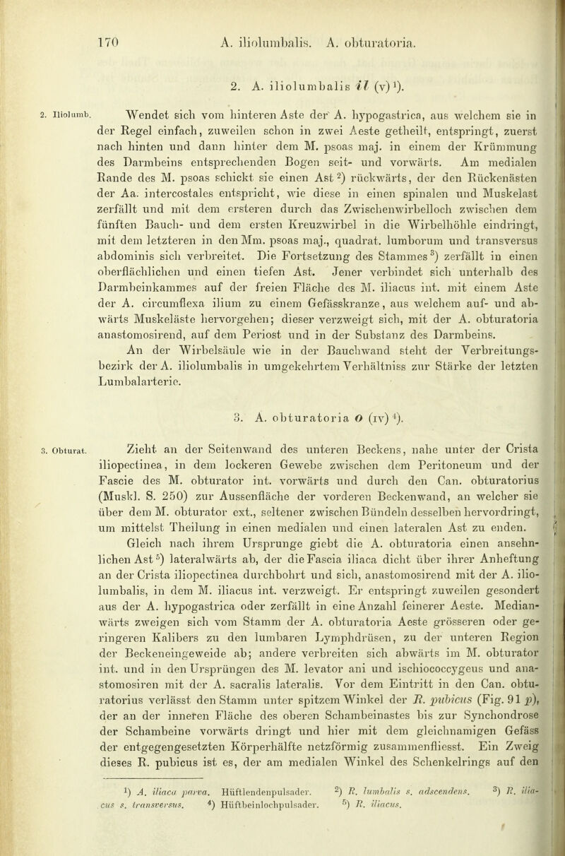 2. A. iliolumbalis H (v) i). 2. iiio]umb. Wendet sich vom hinteren Aste der A. hj^pogastrica, aus welchem sie in der Regel einfach, zuweilen schon in zwei Aeste getheilt, entspringt, zuerst nach hinten und dann hinter dem M. psoas maj. in einem der Krümmung des Barmbeins entsprechenden Bogen seit- und vorwärts. Am medialen Rande des M. psoas schickt sie einen Ast 2) rückwärts, der den Rückenästen der Aa. intercostales entspricht, wie diese in einen spinalen und Muskelast zerfällt und mit dem ersteren durch das Zwischenwirbelloch zwischen dem fünften Bauch- und dem ersten Kreuzwirbel in die Wirbelhöhle eindringt, mit dem letzteren in den Mm. psoas maj., quadrat. lumborum und transversus abdominis sich verbreitet. Die Fortsetzung des Stammes^) zerfällt in einen oberflächlichen und einen tiefen Ast. Jener verbindet sich unterhalb des Darmbeinkammes auf der freien Fläche des M. iliacus int. mit einem Aste der A. circumfiexa ilium zu einem Gefässkranze, aus welchem auf- und ab- wärts Muskeläste hervorgehen; dieser verzweigt sich, mit der A. obturatoria anastomosirend, auf dem Periost und in der Subsianz des Darmbeins. An der Wirbelsäule wie in der Bauchwand steht der Verbreitungs- bezirk derA. iliolumbalis in umgekehrtem Verhältniss zur Stärke der letzten Lumbaiarterie. 3. A. obturatoria O (iv) ^). 3. Obturat. Zieht an der Seitenwand des unteren Beckens, nahe unter der Crista iliopectinea, in dem lockeren Gewebe zwischen dem Peritoneum und der Fascie des M. obturator int. vorwärts und durch den Can. obturatorius (Muskl. S. 250) zur Aussenfläche der vorderen Beckenwand, an welcher sie über dem M. obturator ext., seltener zwischen Bündeln desselben hervordringt, um mittelst Theilung in einen medialen und einen lateralen Ast zu enden. Gleich nach ihrem Ursprünge giebt die A. obturatoria einen ansehn- lichen Ast ^) lateralwärts ab, der die Fascia iliaca dicht über ihrer Anheftung an der Crista iliopectinea durchbohrt und sich, anastomosirend mit der A. ilio- lumbalis, in dem M. iliacus int. verzweigt. Er entspringt zuweilen gesondert aus der A. hypogastrica oder zerfällt in eine Anzahl feinerer Aeste. Median- wärts zweigen sich vom Stamm der A. obturatoria Aeste grösseren oder ge- ringeren Kalibers zu den lumbaren Ljanphdrüsen, zu der unteren Region der Beckeneingeweide ab; andere verbreiten sich abwärts im M. obturator int. und in den Ursprüngen des M. levator ani und ischiococcygeus und ana- stomosiren mit der A. sacralis lateralis. Vor dem Eintritt in den Can. obtu- ratorius verlässt den Stamm unter spitzem Winkel der Tl. piibicus (Fig. 91 i^), der an der inneren Fläche des oberen Schambeinastes bis zur Synchondrose der Schambeine vorwärts dringt und hier mit dem gleichnamigen Gefäss der entgegengesetzten Körperhälfte netzförmig zusammenfliesst. Ein Zweig dieses R. pubicus ist es, der am medialen Winkel des Schenkelrings auf den 1) A. iliaca parva. Hüftlendenpulsader. 2) j{ lumhalis s. adscendenn. ^) R. ilia- cus s, transveysus. ■*) Hüftbeinlochpulsadev. Tl. iliacus. f