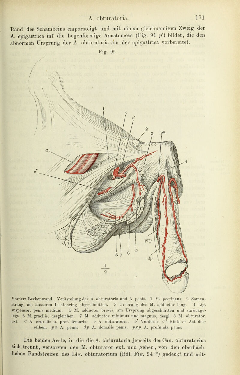 Eand des Schambeins emporsteigt und mit einem gleichnamigen Zweig der A. epigastrica inf. die bogenförmige Anastomose (Fig. 91 p') bildet, die den abnormen Ursprung der A. obturatoria aus der epigastrica vorbereitet. Fig. 92. Vordere Beckenwand. Verästelung der A. obturatoria und A. penis. 1 M. pectineus. 2 Samen- strang, am äusseren Leistenring abgeschnitten. 3 Ursprung des M. adductor long. 4 Lig. suspensor. penis medium. 5 M. adductor brevis, am Ursprung abgeschnitten und zurückge- legt. 6 M. gracilis, desgleichen. 7 M. adductor minimus und magnus, desgl. 8 M. obturator. ext. C A. cruralis u. prof. femoris. o A. obturatoria. o' Vorderer, o Hinterer Ast der- selben. 2^n A. penis. dp A. dorsalis penis. 2)rp A. profunda penis. Die beiden Aeste, in die die A. obturatoria jenseits des Can. obturatorius sich trennt, versorgen den M. obturator ext. und gehen, von den oberfläch- lichen Bandstreifen des Lig. obturatorium (Bdl. Fig. 94 *) gedeckt und mit-