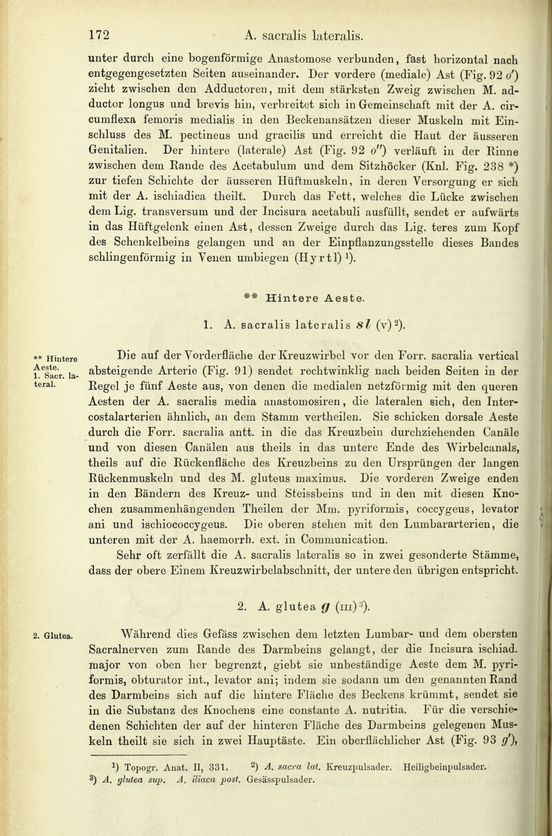 unter durch eine bogenförmige Anastomose verbunden, fast horizontal nach entgegengesetzten Seiten auseinander. Der vordere (mediale) Ast (Fig. 92 o') zieht zwischen den Adductoren, mit dem stärksten Zweig zwischen M. ad- ductor longus und brevis hin, verbreitet sich in Gemeinschaft mit der A. cir- cumflexa femoris medialis in den Beckenansätzen dieser Muskeln mit Ein- schluss des M. pectineus und gracilis und erreicht die Haut der äusseren Genitalien. Der hintere (laterale) Ast (Fig. 92 o) verläuft in der Rinne zwischen dem Rande des Acetabulum und dem Sitzhöcker (Knl. Fig. 238 *) zur tiefen Schichte der äusseren Hüftmuskeln, in deren Versorgung er sich mit der A. ischiadica theilt. Durch das Fett, welches die Lücke zwischen dem Lig. transversum und der Incisura acetabuli ausfüllt, sendet er aufwärts in das Hüftgelenk einen Ast, dessen Zweige durch das Lig. teres zum Kopf des Schenkelbeins gelangen und an der Einpflanzungsstelle dieses Bandes schlingenförmig in Venen umbiegen (H y r 11) i). Hintere Aaste. 1. A. sacralis lateralis sl (v) 2). ** Hintere Vorderfläche der Kreuzwirbel vor den Forr. sacralia vertical f^sicr. la- absteigende Arterie (Fig. 91) sendet rechtwinklig nach beiden Seiten in der terai. Regel je fünf Aeste aus, von denen die medialen netzförmig mit den queren Aesten der A. sacralis media anastomosiren, die lateralen sich, den Inter- costalarterien ähnlich, an dem Stamm vertheilen. Sie schicken dorsale Aeste durch die Forr. sacralia antt. in die das Kreuzbein durchziehenden Canäle und von diesen Canälen aus theils in das untere Ende des Wirbelcanals, theils auf die Rückenfläche des Kreuzbeins zu den Ursprüngen der langen Rückenmuskeln und des M. gluteus maximus. Die vorderen Zweige enden in den Bändern des Kreuz- und Steissbeins und in den mit diesen Kno- chen zusammenhängenden Theilen der Mm. pyriformis, coccygeus, levator ani und ischiococcygeus. Die oberen stehen mit den Lumbararterien, die unteren mit der A. haemorrb. ext. in Communication. Sehr oft zerfällt die A. sacralis lateralis so in zwei gesonderte Stämme, dass der obere Einem Kreuzwirbelabschnitt, der untere den übrigen entspricht. 2. A. glutea g (iii)^). 2. Glutea. Während dies Gefäss zwischen dem letzten Lumbar- und dem obersten Sacralnerven zum Rande des Darmbeins gelangt, der die Incisura ischiad. major von oben her begrenzt, giebt sie unbeständige Aeste dem M. pyri- formis, obturator int., levator ani; indem sie sodann um den genannten Rand des Darmbeins sich auf die hintere Fläche des Beckens krümmt, sendet sie in die Substanz des Knochens eine constante A. nutritia. Für die verschie- denen Schichten der auf der hinteren Fläche des Darmbeins gelegenen Mus- keln theilt sie sich in zwei Hauptäste. Ein oberflächlicher Ast (Fig. 93 g'), 1) Topogr. Anat. II, 331. ^) A. sacra lat. Kreuzpulsader. Heiligbeinpulsader. S) A. glutea sup. A, iliaca post. Gesässpulsader.