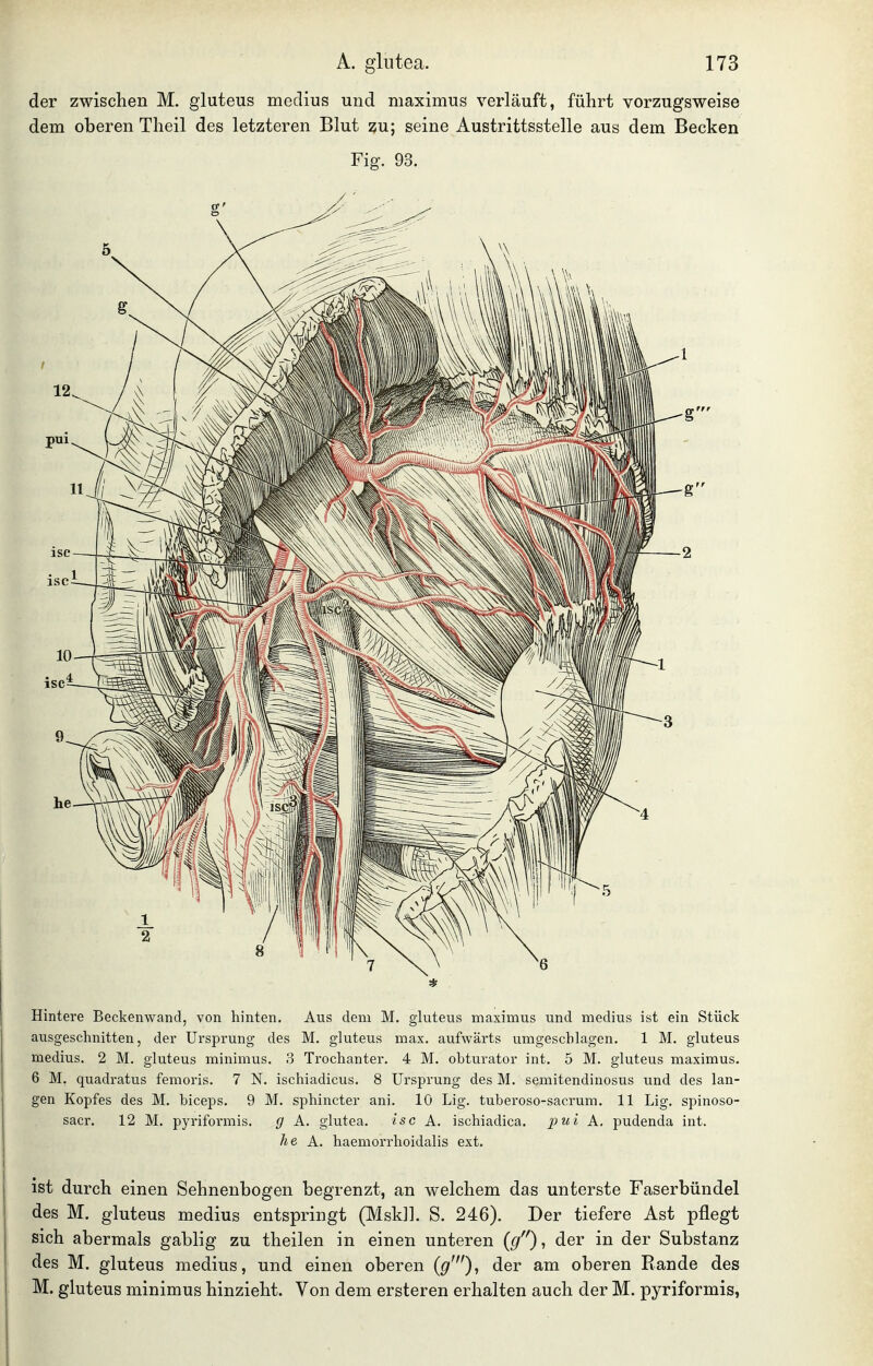 der zwischen M. gluteus medius und maximus verläuft, führt vorzugsweise dem oberen Theil des letzteren Blut zu; seine Austrittsstelle aus dem Becken Fig. 93. * Hintere Beckenwand, von hinten. Aus dem M. gluteus maximus und medius ist ein Stück ausgeschnitten, der Ursprung des M. gluteus max. aufwärts umgeschlagen. 1 M. gluteus medius. 2 M. gluteus minimus. 3 Trochanter. 4 M, obturator int. 5 M. gluteus maximus, 6 M. quadratus femoris. 7 N. ischiadicus. 8 Ursprung desM. semitendinosus und des lan- gen Kopfes des M. biceps. 9 M. sphincter ani. 10 Lig. tuberoso-sacrum. 11 Lig. spinoso- sacr. 12 M. pyriformis. g A. glutea. isc A. ischiadica. pui A. pudenda int. he A. haemorrhoidalis ext. ist durch einen Sehnenbogen begrenzt, an welchem das unterste Faserbündel des M. gluteus medius entspringt (Mskll. S. 246). Der tiefere Ast pflegt sich abermals gabiig zu theilen in einen unteren {g), der in der Substanz des M. gluteus medius, und einen oberen {g')^ der am oberen Rande des M. gluteus minimus hinzieht. Von dem ersteren erhalten auch der M. pyriformis,