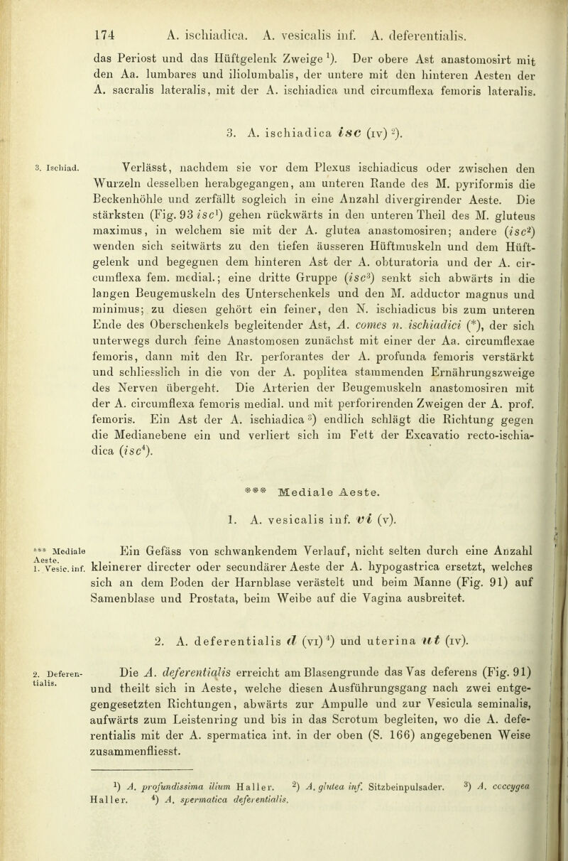 das Periost und das Hüftgelenk Zweige Der obere Ast anastomosirt mit den Aa. lumbares und ilioliimbalis, der untere mit den hinteren Aesten der A. sacralis lateralis, mit der A. ischiadica und circumflexa femoris lateralis. 3. A. ischiadica isc (iv)'-). 3. ischiad. Vcrlässt, nachdem sie vor dem Plexus ischiadicus oder zwischen den Wurzeln desselben herabgegangen, am unteren Rande des M. pyriformis die Beckenhöhle und zerfällt sogleich in eine Anzahl divergirender Aeste. Die stärksten (Fig. 93 «'sc^) gehen rückwärts in den unteren Theil des M. gluteus maximus, in welchem sie mit der A. glutea anastomosiren; andere (isc'^) wenden sich seitwärts zu den tiefen äusseren Hüftmuskeln und dem Hüft- gelenk und begegnen dem hinteren Ast der A. obturatoria und der A. cir- cumflexa fem. medial.; eine dritte Gruppe (isc'^) senkt sich abwärts in die langen Beugemuskeln des Unterschenkels und den M, adductor magnus und minimus; zu diesen gehört ein feiner, den ]S[. ischiadicus bis zum unteren Ende des Oberschenkels begleitender Ast, A. comes n. ischiadici (*), der sich unterwegs durch feine Anastomosen zunächst mit einer der Aa. circumflexae femoris, dann mit den Rr. perforantes der A. profunda femoris verstärkt und schliesslich in die von der A. poplitea stammenden Ernährungszweige des Nerven übergeht. Die Arterien der Beugemuskeln anastomosiren mit der A. circumflexa femoris medial, und mit perforirenden Zweigen der A. prof. femoris. Ein Ast der A. ischiadica s) endlich schlägt die Richtung gegen die Medianebene ein und verliert sich im Fett der Excavatio recto-ischia- dica (isc^). *** Mediale Aeste. 1. A. vesicalis inf. vi (v). Mediale Ein Gcfäss von schwankendem Verlauf, nicht selten durch eine Anzahl 1. Vesic.inf. kleinerer directer oder secuudärer Aeste der A. hypogastrica ersetzt, welches sich an dem Boden der Harnblase verästelt und beim Manne (Fig. 91) auf Samenblase und Prostata, beim Weibe auf die Vagina ausbreitet. 2. A. deferentialis (1 (vi)*) und uterina llt (iv). 2. Deferen- Die A. deferentiolis erreicht am Blasengrunde das Vas deferens (Fig. 91) *^^^^^* und theilt sich in Aeste, welche diesen Ausführungsgang nach zwei entge- gengesetzten Richtungen, abwärts zur Ampulle und zur Vesicula seminalis, aufwärts zum Leistenring und bis in das Scrotum begleiten, wo die A. defe- rentialis mit der A. spermatica int. in der oben (8. 166) angegebenen Weise zusammenfliesst. ^) A. profundissima ilium Hai 1er. ^) A. glutea inf. Sitzbeinpulsader. ^) A. ccccygea Hai 1er. ^. spermatica deferentialis.