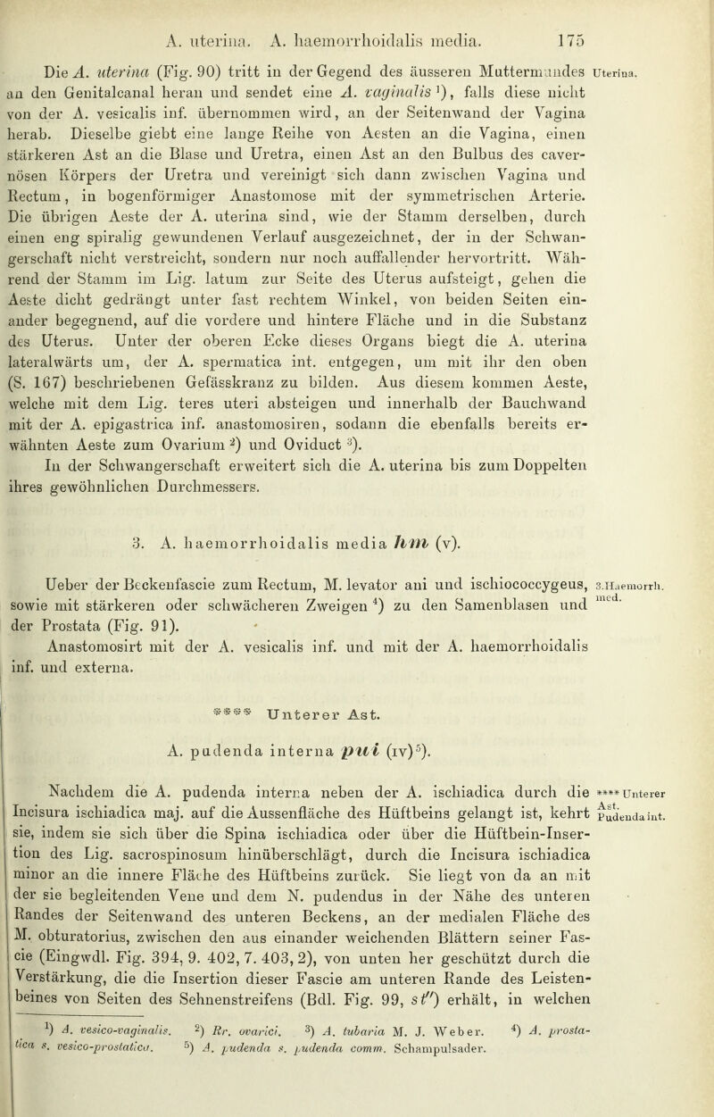 Die Ä. uterina (Fig. 90) tritt in der Gegend des äusseren Muttermundes uterina, an den Genitalcanal heran und sendet eine A. vaginalis ^), falls diese nicht von der A. vesicalis inf. übernommen wird, an der Seitenwand der Vagina herab. Dieselbe giebt eine lange Reihe von Aesten an die Vagina, einen stärkeren Ast an die Blase und Uretra, einen Ast an den Bulbus des caver- nösen Körpers der Uretra und vereinigt sich dann zwischen Vagina und Rectum, in bogenförmiger Anastomose mit der symmetrischen Arterie. Die übrigen Aeste der A. uterina sind, wie der Stamm derselben, durch einen eng spiralig gewundenen Verlauf ausgezeichnet, der in der Schwan- gerschaft nicht verstreicht, sondern nur noch auffallender hervortritt. Wäh- rend der Stamm im Lig. latum zur Seite des Uterus aufsteigt, gehen die Aeste dicht gedrängt unter fast rechtem V^inkel, von beiden Seiten ein- ander begegnend, auf die vordere und hintere Fläche und in die Substanz des Uterus. Unter der oberen Ecke dieses Organs biegt die A. uterina lateralwärts um, der A. spermatica int. entgegen, um mit ihr den oben (S. 167) beschriebenen Gefässkranz zu bilden. Aus diesem kommen Aeste, welche mit dem Lig. teres uteri absteigen und innerhalb der Bauchwand mit der A. epigastrica inf. anastomosiren, sodann die ebenfalls bereits er- wähnten Aeste zum Ovarium ^) und Oviduct ■^). In der Schwangerschaft erweitert sich die A. uterina bis zum Doppelten ihres gewöhnlichen Durchmessers. 3. A. haemorrhoidalis media hin (v). Ueber der Beckenfascie zum Rectum, M. levator ani und ischiococcygeus, S.IIaeraorrli. sowie mit stärkeren oder schwächeren Zweigen ^) zu den Samenblasen und der Prostata (Fig. 91). Anastomosirt mit der A. vesicalis inf. und mit der A. haemorrhoidalis inf. und externa. **** Unterer Ast. A. padenda interna pui (iv)^). Nachdem die A. pudenda interna neben der A. ischiadica durch die ****Unterer Incisura ischiadica maj. auf die Aussenfläche des Hüftbeins gelangt ist, kehrt Pudeudaint. sie, indem sie sich über die Spina ischiadica oder über die Hüftbein-Inser- tion des Lig. sacrospinosum hinüberschlägt, durch die Incisura ischiadica minor an die innere Fläche des Hüftbeins zurück. Sie liegt von da an mit der sie begleitenden Vene und dem N. pudendus in der Nähe des unteren Randes der Seitenwand des unteren Beckens, an der medialen Fläche des M, obturatorius, zwischen den aus einander weichenden Blättern seiner Fas- cie (Eingwdl. Fig. 394, 9. 402,7.403,2), von unten her geschützt durch die Verstärkung, die die Insertion dieser Fascie am unteren Rande des Leisten- beines von Seiten des Sehnenstreifens (Bdl. Fig. 99, sf) erhält, in welchen ^) A. vesico-vaginalis. 2) ji,.^ ovarici. 3) j_ tubaria M. J. Weber. ^) A. jjrosta- iica s. vesico-prostatica. ^) A. pudenda s. pudenda comm. Schampulsader.