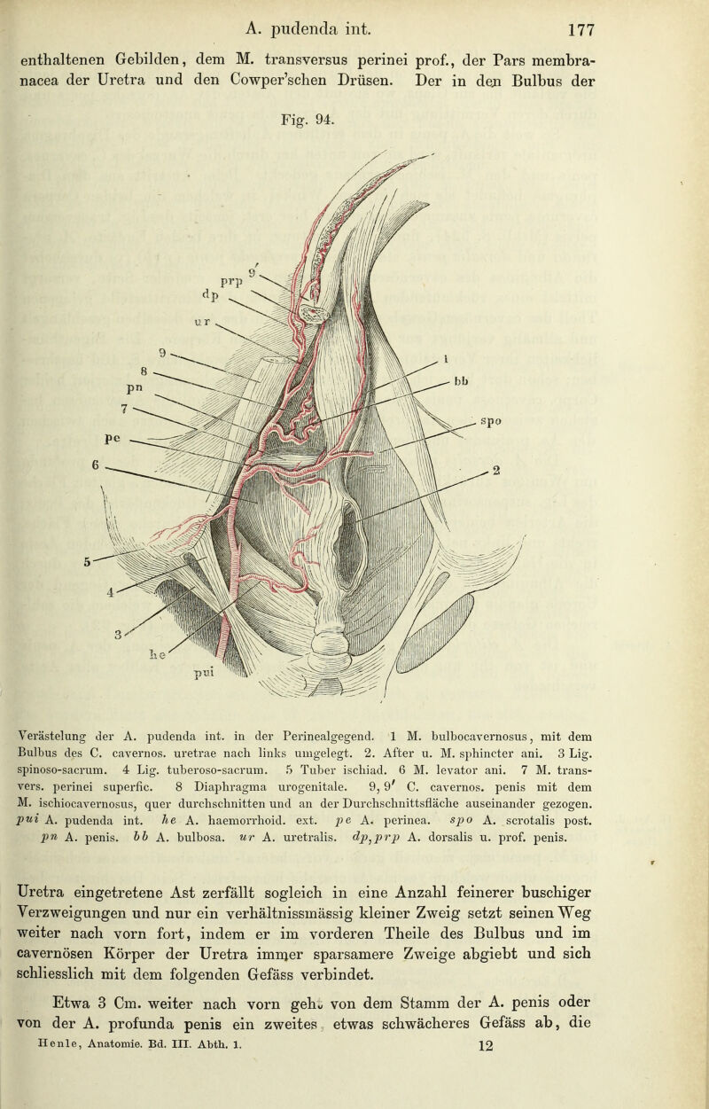 enthaltenen Gebilden, dem M. transversus perinei prof., der Pars membra- nacea der Uretra und den Cowper'schen Drüsen. Der in deji Bulbus der Fig. 94. Verästelung der A. pudenda int. in der Perinealgegend. 1 M. bulbocavernosus, mit dem Bulbus des C. cavernos. uretrae nach links umgelegt. 2. After u. M. sphincter ani. 3 Lig. spinoso-sacrum. 4 Lig. tuberoso-sacrum. .5 Tuber ischiad. 6 M. levator ani. 7 M. trans- vers. perinei superfic. 8 Diaphragma urogenitale. 9,9' C. cavernos. penis mit dem M. ischiocavernosus, quer durchschnitten und an der Durchschnittsfläche auseinander gezogen. piJ'i A. pudenda int. he A. haemorrhoid. ext. pe A. perinea. spo A. scrotalis post. pn A. penis. hh A. bulbosa. ur A. uretralis. dp^prp A. dorsalis u. prof. penis. Uretra eingetretene Ast zerfällt sogleich in eine Anzahl feinerer buschiger Verzweigungen und nur ein verhäitnissmässig kleiner Zweig setzt seinen Weg weiter nach vorn fort, indem er im vorderen Theile des Bulbus und im cavernösen Körper der Uretra imnjer sparsamere Zweige abgiebt und sich schliesslich mit dem folgenden Gefäss verbindet. Etwa 3 Cm. weiter nach vorn geho von dem Stamm der A. penis oder von der A. profunda penis ein zweites etwas schwächeres Gefäss ab, die He nie, Anatomie. Bd. III. Abth. 1. 12