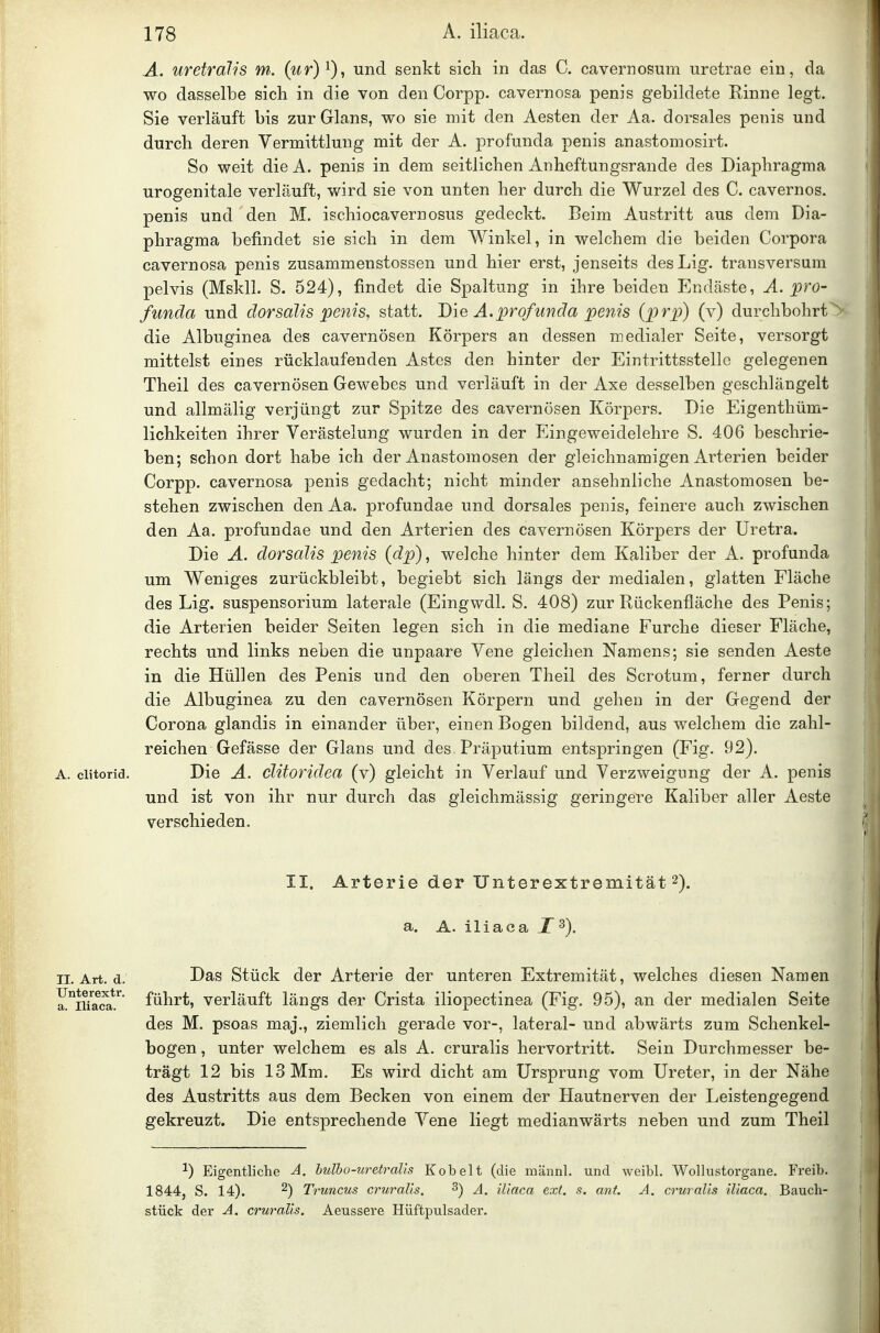 A. uretralis m. (wr)^), und senkt sich in das C. cavemosum uretrae ein, da wo dasselbe sich in die von den Corpp. cavernosa penis gebildete Kinne legt. Sie verläuft bis zur Glans, wo sie mit den Aesten der Aa. dorsales penis und durch deren Vermittlung mit der A. profunda penis anastomosirt. So weit die A. penis in dem seitlichen Anheftungsrande des Diaphragma urogenitale verläuft, wird sie von unten her durch die Wurzel des C. cavernos. penis und den M. ischiocavernosus gedeckt. Beim Austritt aus dem Dia- phragma befindet sie sich in dem Winkel, in welchem die beiden Corpora cavernosa penis zusammenstossen und hier erst, jenseits desLig. transversum pelvis (Mskll. S. 524), findet die Spaltung in ihre beiden Endäste, A. pro- funda und dorsalis penis, statt. Die A.profunda penis {prpi) (v) durchbohrte die Albuginea des cavernösen Körpers an dessen medialer Seite, versorgt mittelst eines rücklaufenden Astes den hinter der Eintrittsstelle gelegenen Theil des cavernösen Gewebes und verläuft in der Axe desselben geschlängelt und allmälig verjüngt zur Spitze des cavernösen Körpers. Die Eigenthüm- lichkeiten ihrer Verästelung wurden in der Eingeweidelehre S. 406 beschrie- ben; schon dort habe ich der Anastomosen der gleichnamigen Arterien beider Corpp. cavernosa penis gedacht; nicht minder ansehnliche Anastomosen be- stehen zwischen den Aa. profundae und dorsales penis, feinere auch zwischen den Aa. profundae und den Arterien des cavernösen Körpers der Uretra. Die A. dorsalis penis (dp), welche hinter dem Kaliber der A. profunda um Weniges zurückbleibt, begiebt sich längs der medialen, glatten Fläche des Lig. Suspensorium laterale (Eingvvdl. S. 408) zur Rückenfläche des Penis; die Arterien beider Seiten legen sich in die mediane Furche dieser Fläche, rechts und links neben die unpaare Vene gleichen Namens; sie senden Aeste in die Hüllen des Penis und den oberen Theil des Scrotum, ferner durch die Albuginea zu den cavernösen Körpern und gehen in der Gegend der Corona glandis in einander über, einen Bogen bildend, aus welchem die zahl- reichen Gefässe der Glans und des Präputium entspringen (Fig. 92). A. ciitorid. Die A. cUtoridea (v) gleicht in Verlauf und Verzweigung der A. penis und ist von ihr nur durch das gleichmässig geringere Kaliber aller Aeste verschieden. II. Arterie der Unterextremität 2). a, A. iliaca jT 3). II. Art. d. Das Stück der Arterie der unteren Extremität, welches diesen Namen S^iUaTa*.'^' führt, verläuft längs der Crista iliopectinea (Fig. 95), an der medialen Seite des M. psoas maj., ziemlich gerade vor-, lateral- und abwärts zum Schenkel- bogen , unter welchem es als A. cruralis hervortritt. Sein Durchmesser be- trägt 12 bis 13 Mm. Es wird dicht am Ursprung vom Ureter, in der Nähe des Austritts aus dem Becken von einem der Hautnerven der Leistengegend gekreuzt. Die entsprechende Vene liegt medianwärts neben und zum Theil 1) Eigentliche A. buIbo-uretraUs Kobelt (die männl. und weibl. Wollustorgane. Freib. 1844, S. 14). 2) Truncus cruralis. ^) A. iliaca ext. s. ant. A. cruralis iliaca. Bauch- stück der A. cruralis. Aeussere Hüftpulsader.